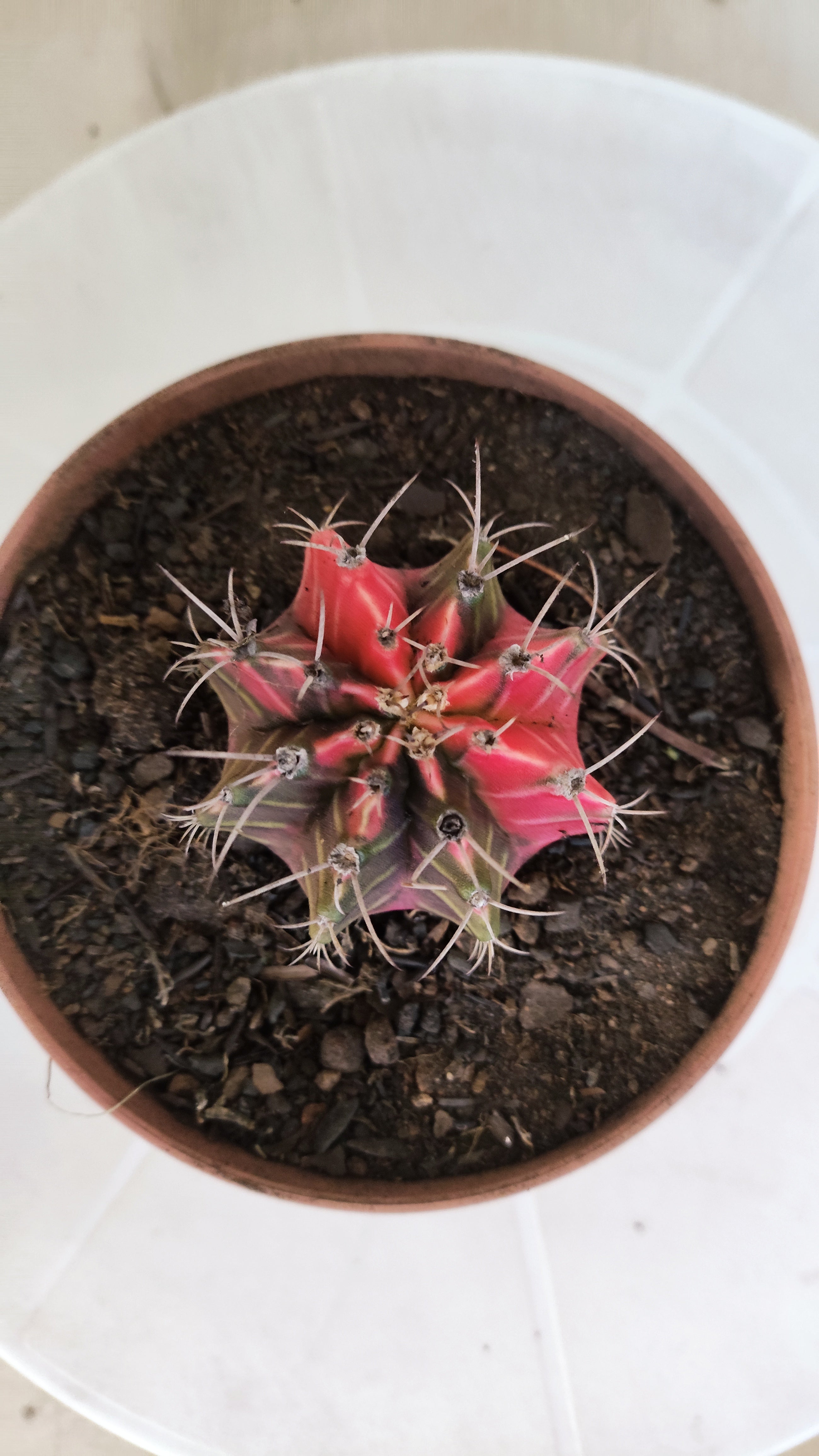 GYMNOCALYCIUM Mihanovichii "Variegata" Nº 1260 – vaso 11