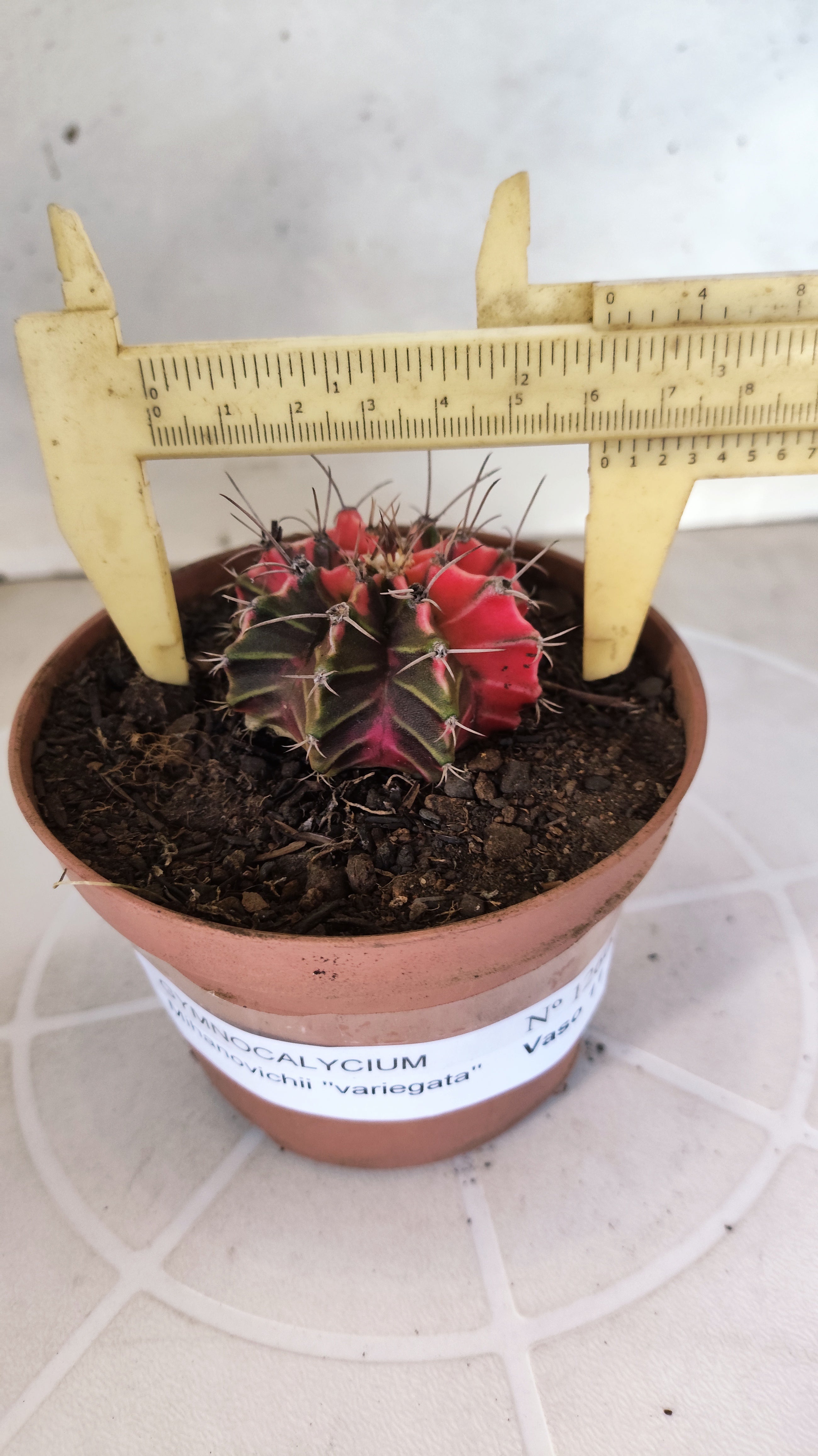 GYMNOCALYCIUM Mihanovichii "Variegata" Nº 1260 – vaso 11