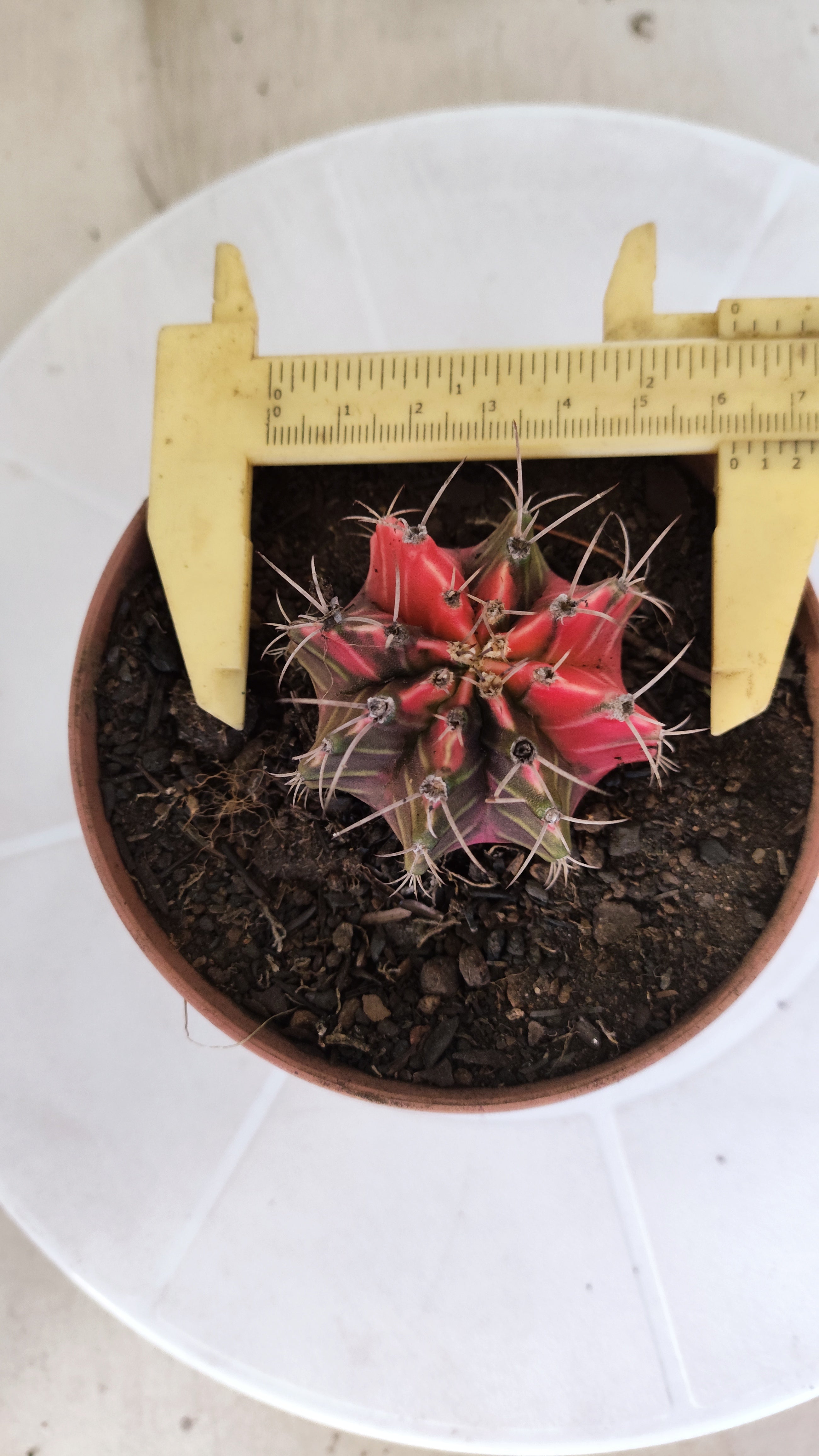 GYMNOCALYCIUM Mihanovichii "Variegata" Nº 1260 – vaso 11