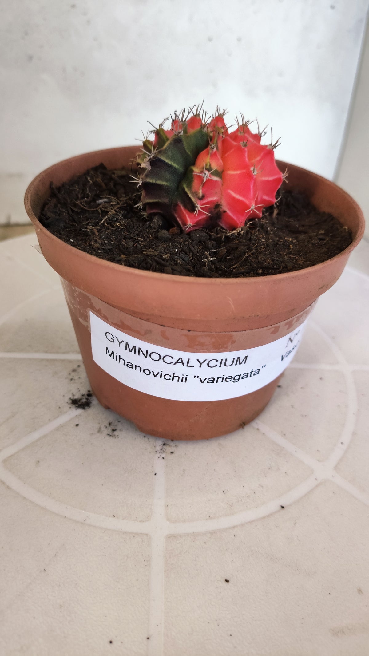 GYMNOCALYCIUM Mihanovichii "Variegata" Nº 1262 – vaso 11