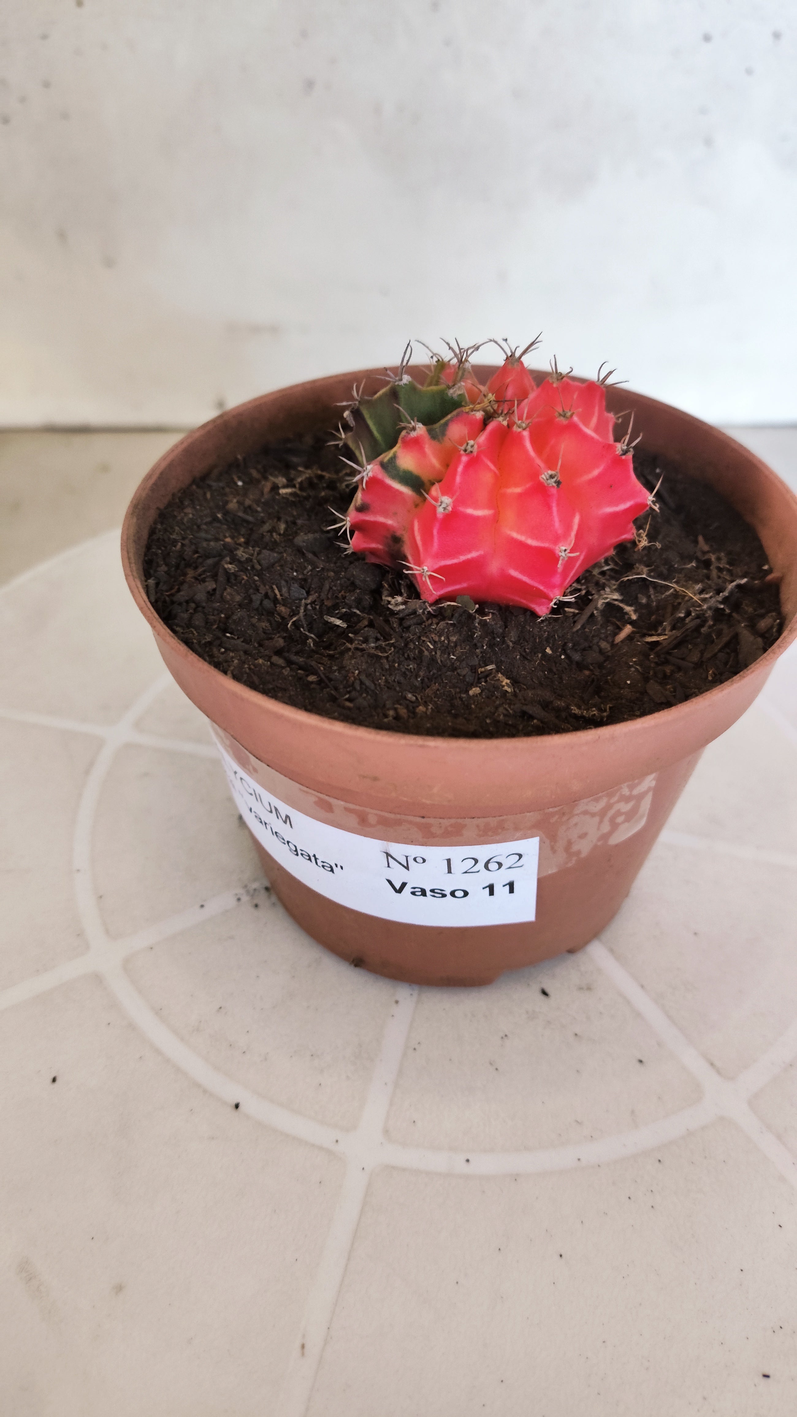GYMNOCALYCIUM Mihanovichii "Variegata" Nº 1262 – vaso 11