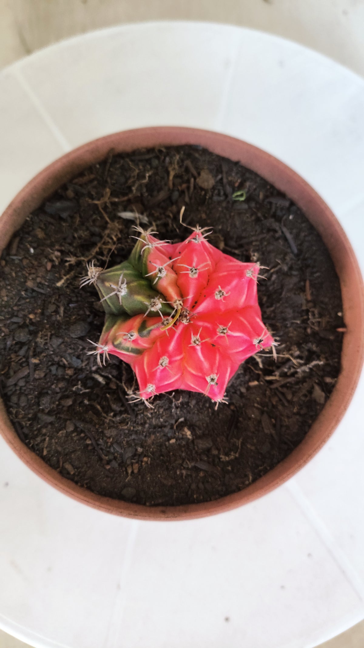 GYMNOCALYCIUM Mihanovichii "Variegata" Nº 1262 – vaso 11