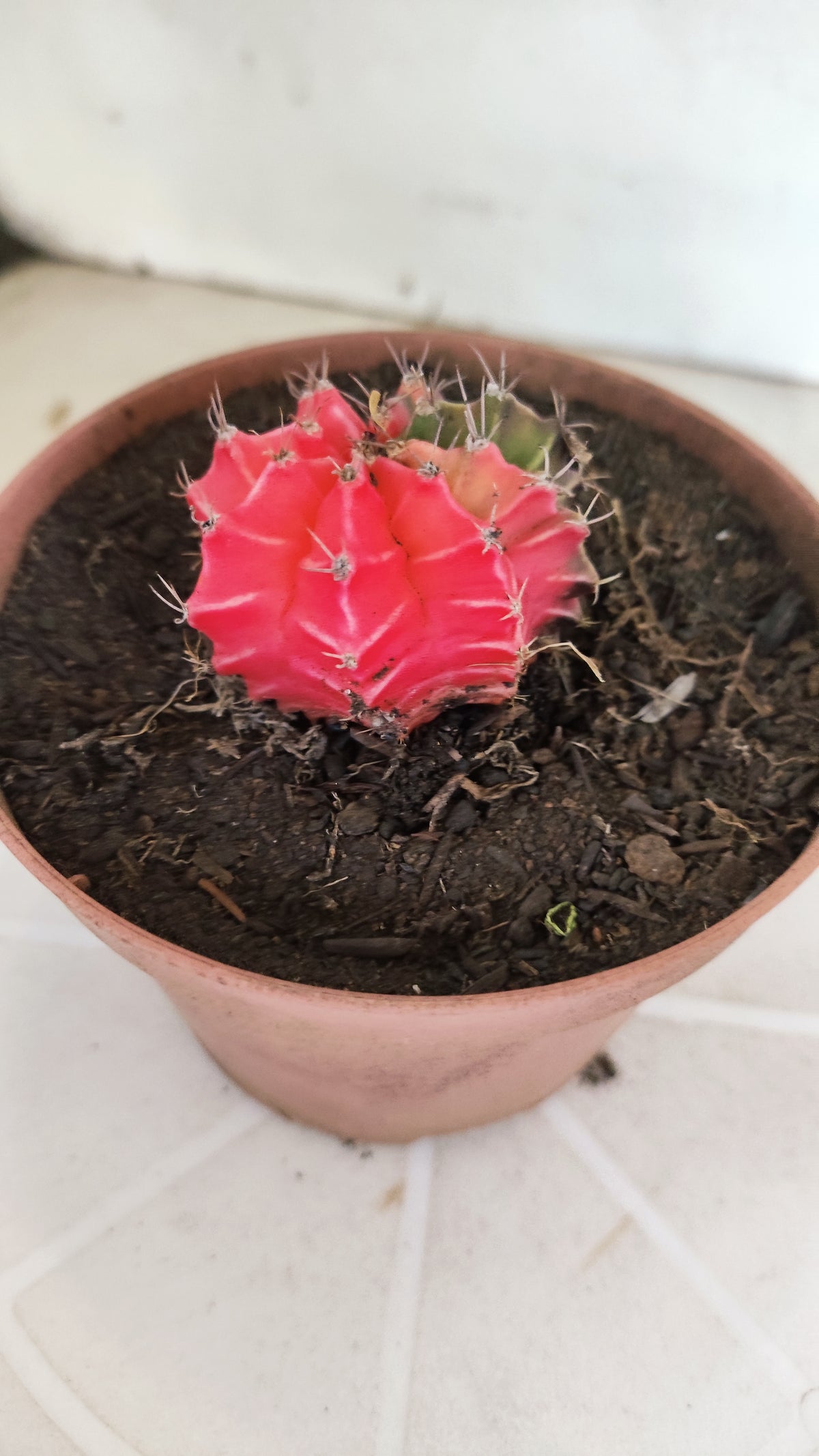 GYMNOCALYCIUM Mihanovichii "Variegata" Nº 1262 – vaso 11