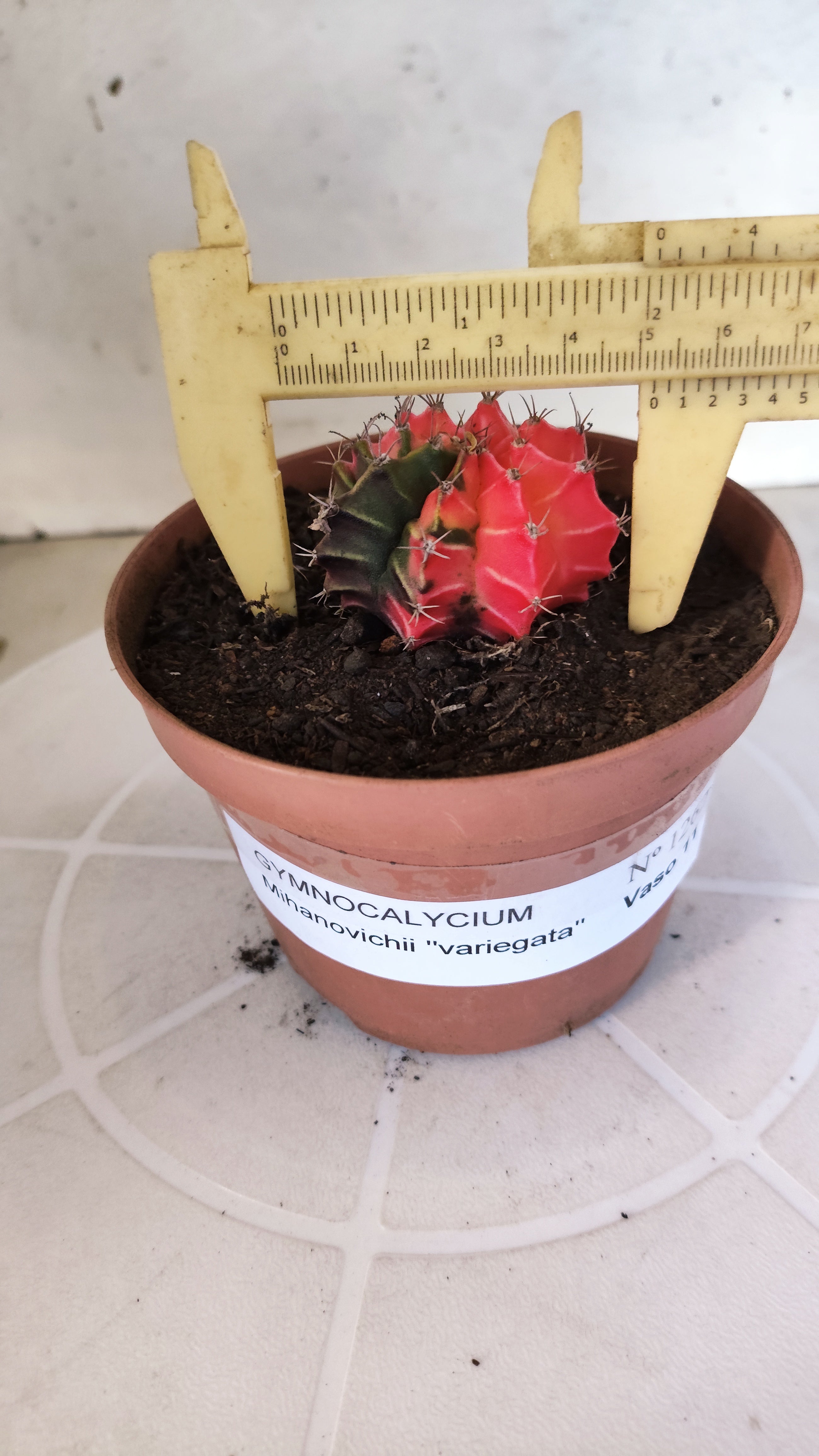 GYMNOCALYCIUM Mihanovichii "Variegata" Nº 1262 – vaso 11