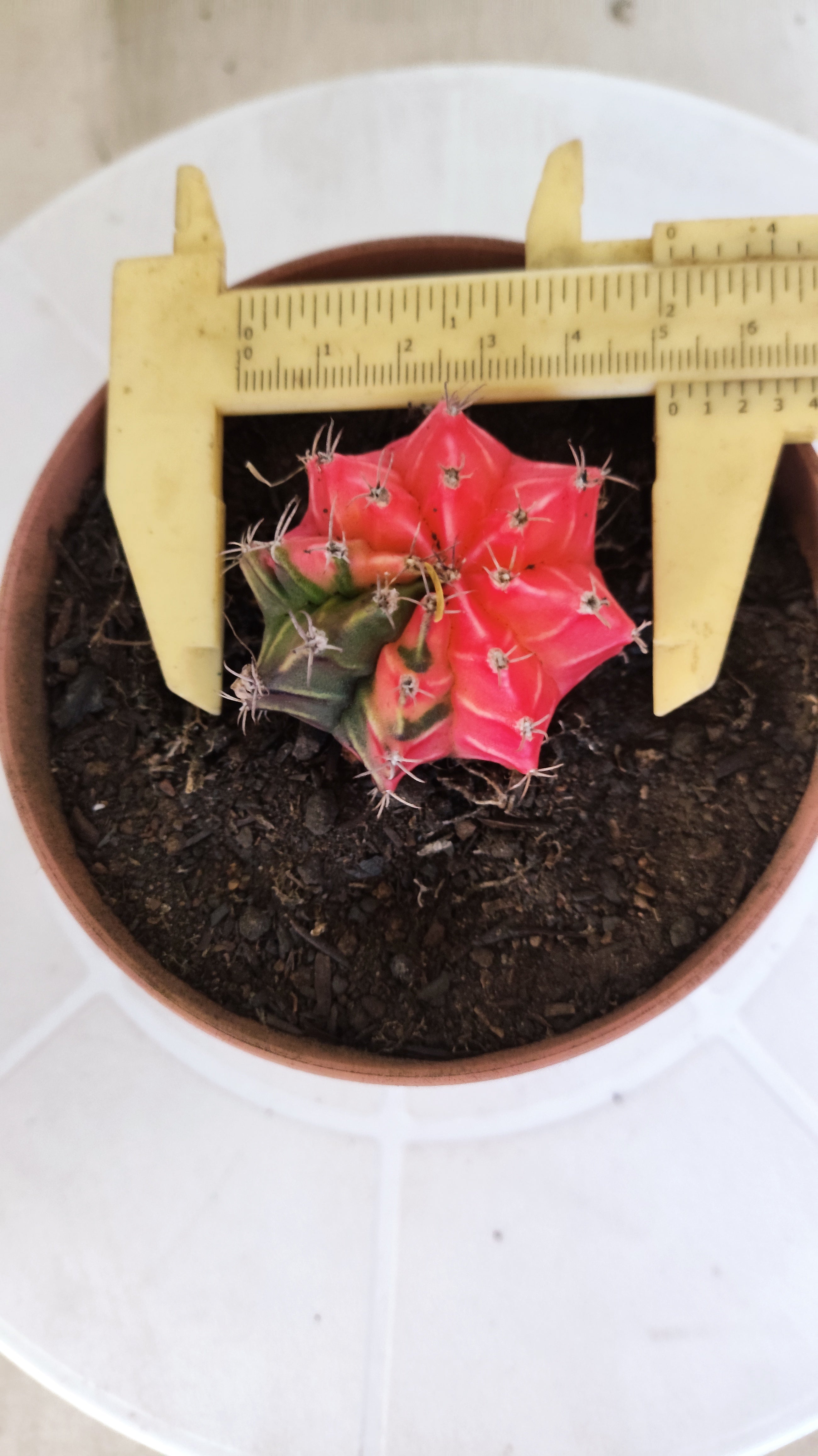 GYMNOCALYCIUM Mihanovichii "Variegata" Nº 1262 – vaso 11