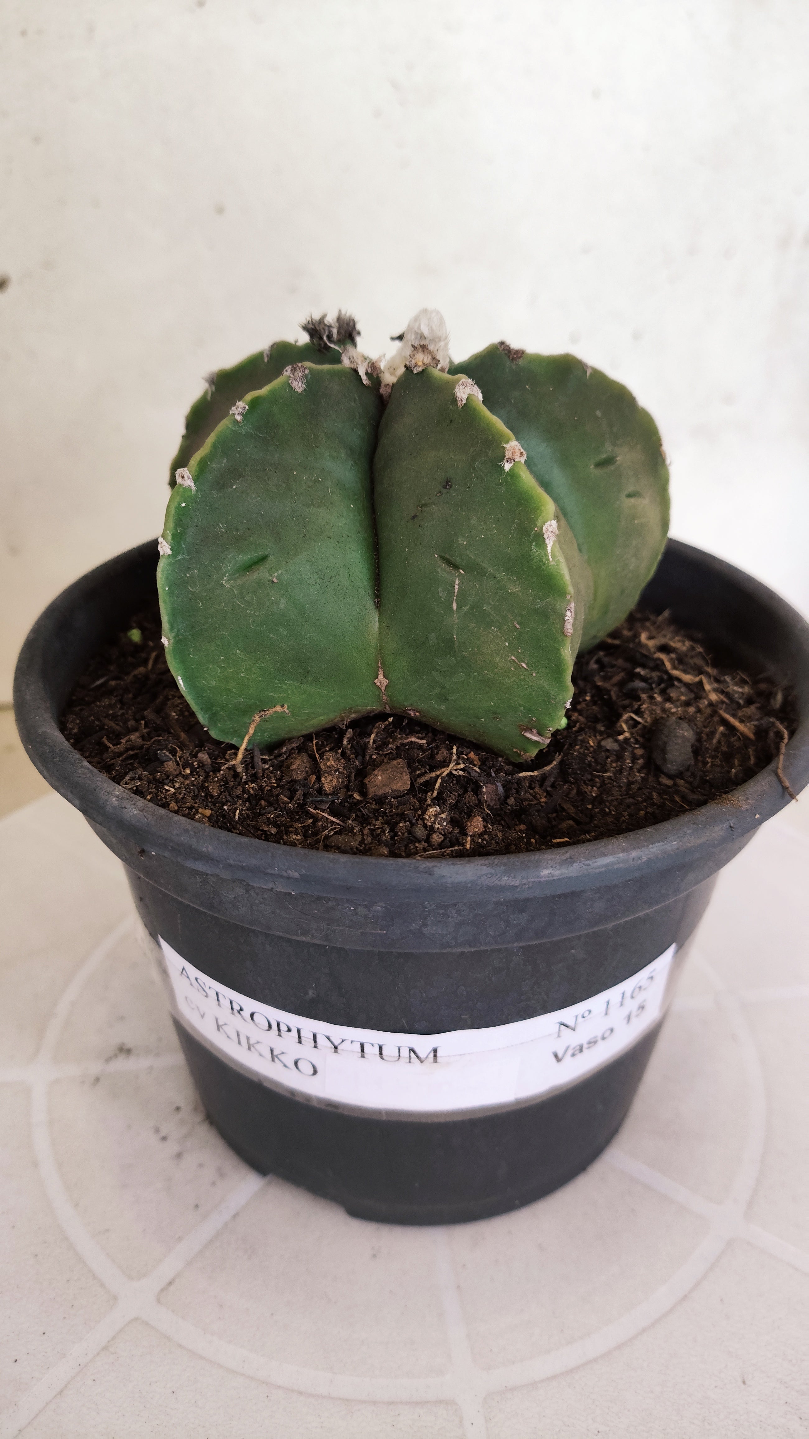 MATRIZ ASTROPHYTUM cv KIKKO  Nº 1165 – vaso 15
