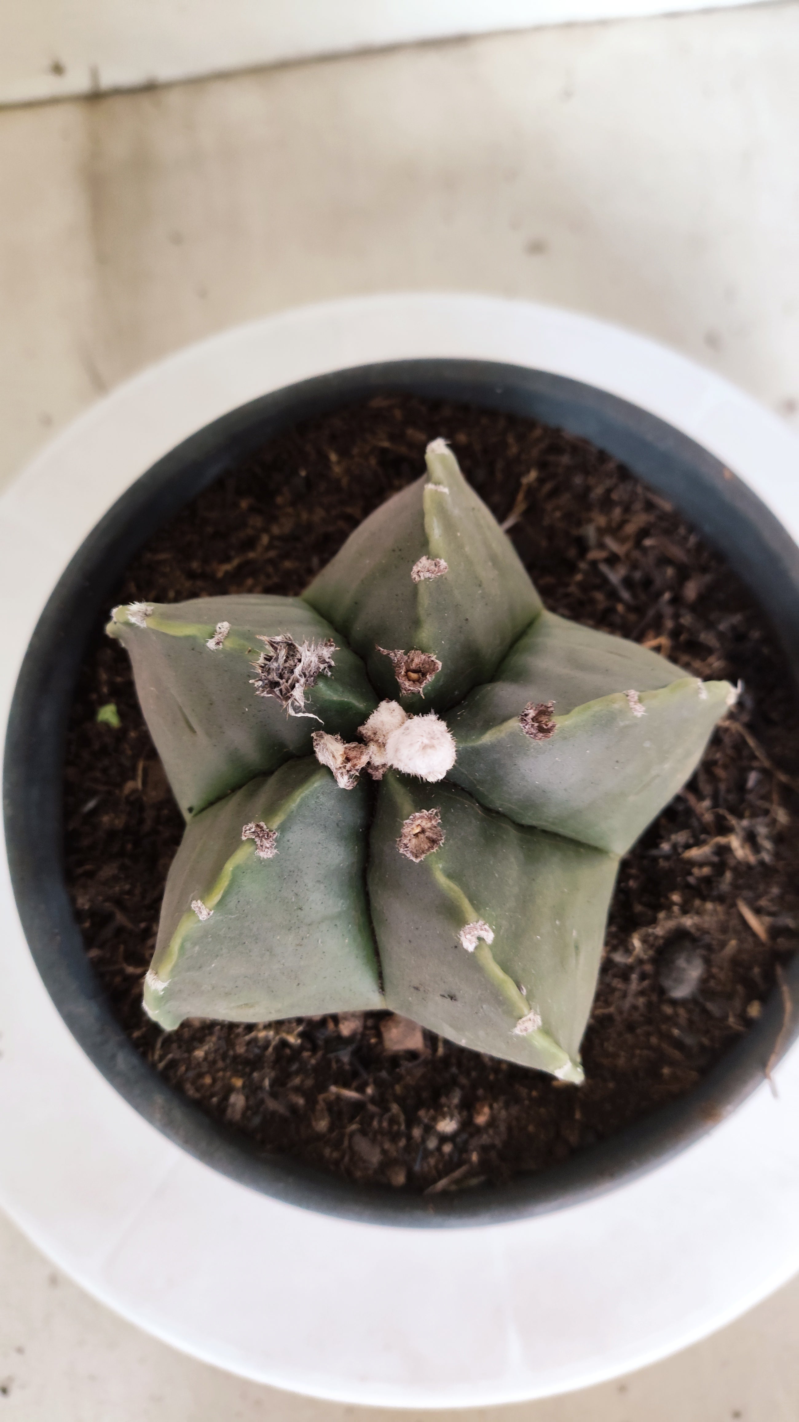 MATRIZ ASTROPHYTUM cv KIKKO  Nº 1165 – vaso 15