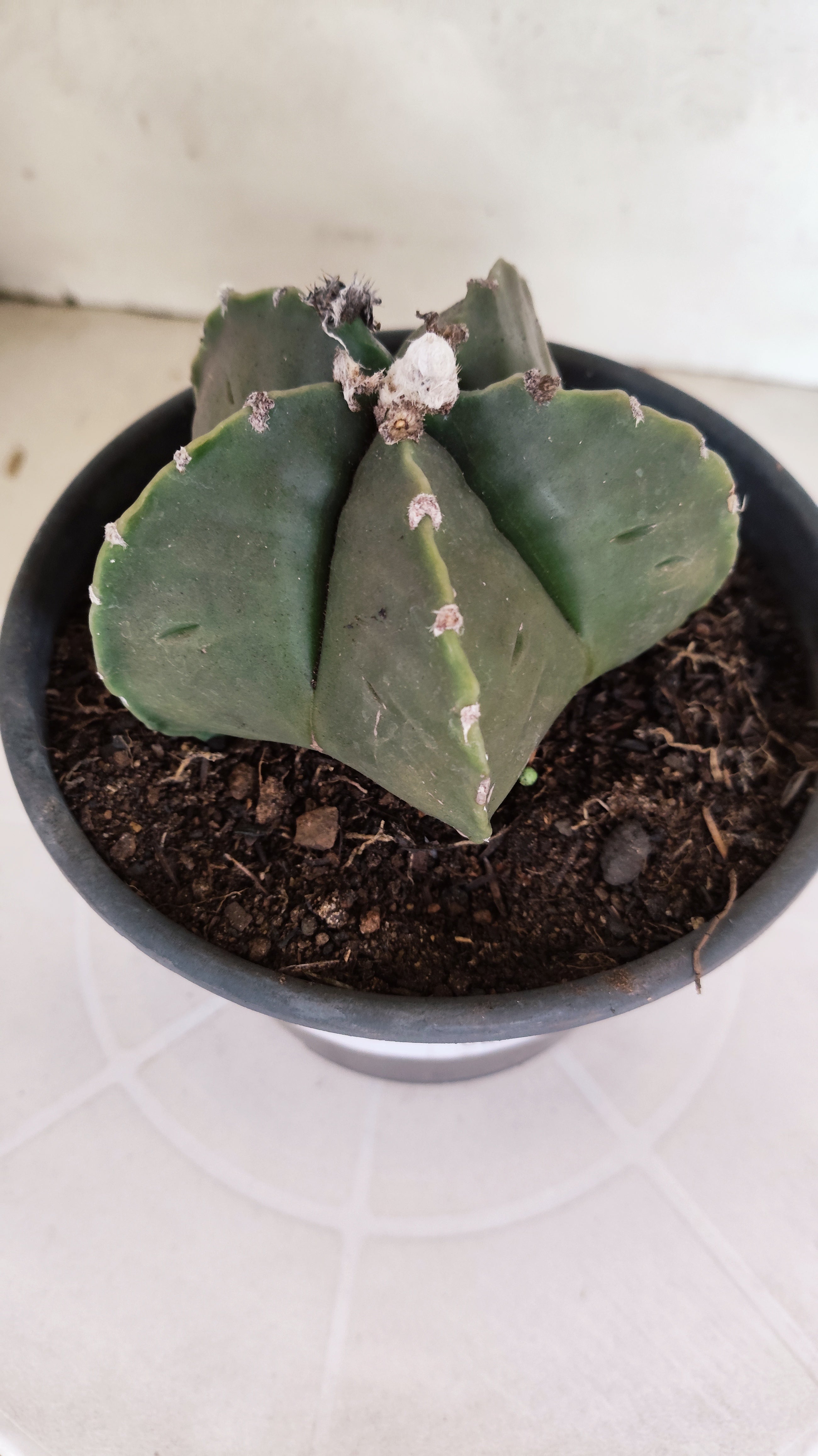 MATRIZ ASTROPHYTUM cv KIKKO  Nº 1165 – vaso 15