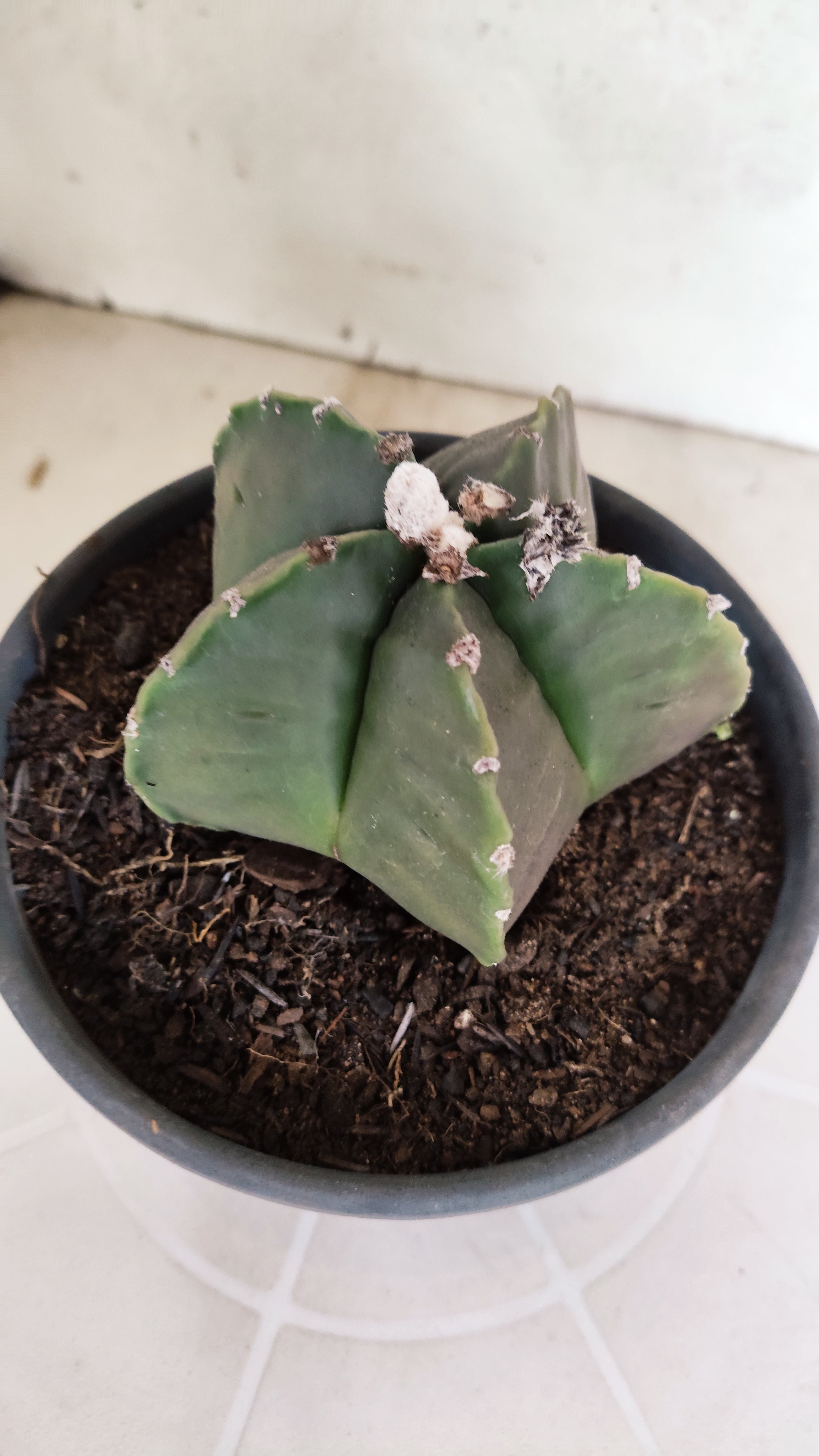 MATRIZ ASTROPHYTUM cv KIKKO  Nº 1165 – vaso 15