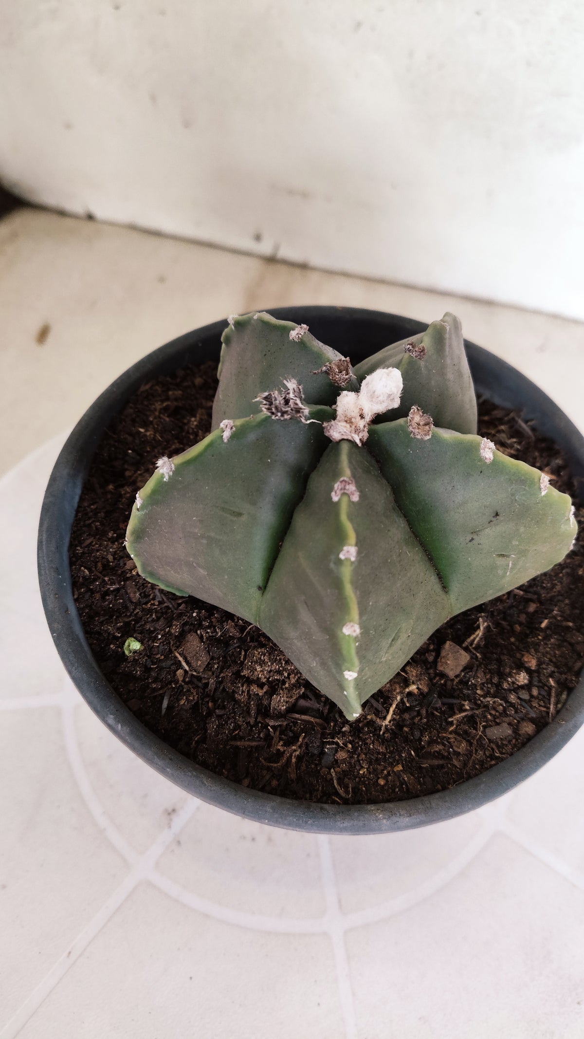 MATRIZ ASTROPHYTUM cv KIKKO  Nº 1165 – vaso 15