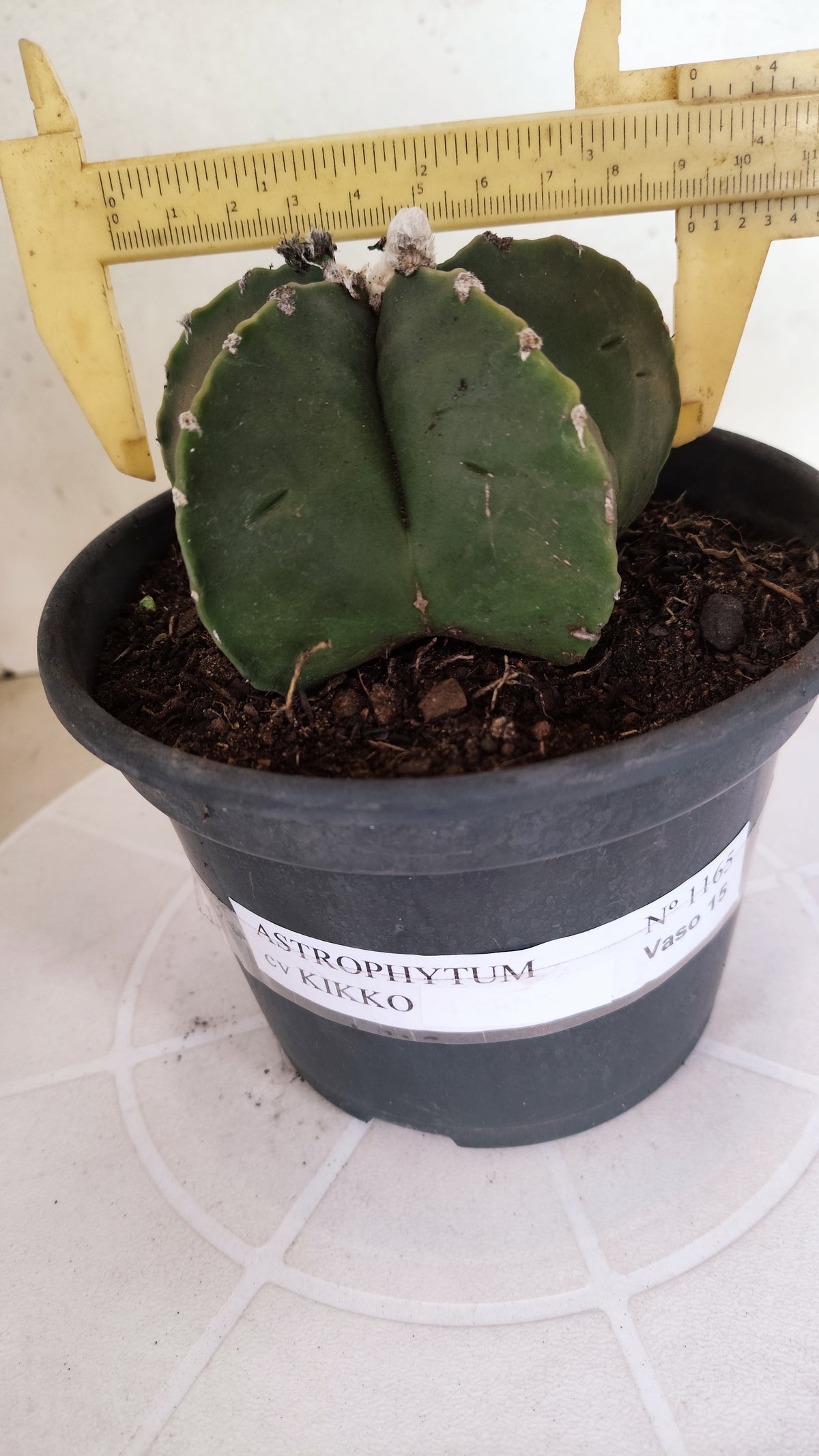 MATRIZ ASTROPHYTUM cv KIKKO  Nº 1165 – vaso 15