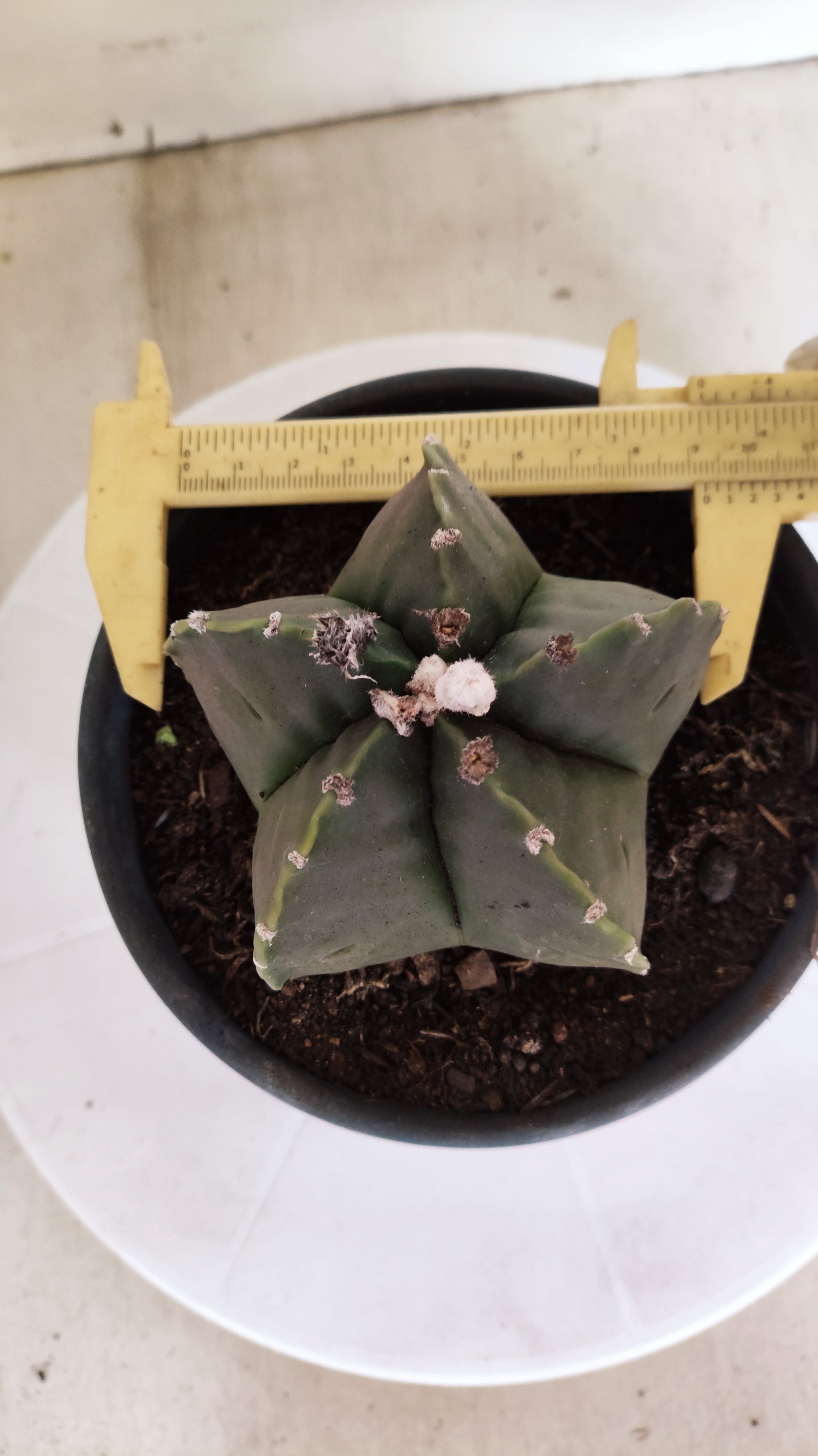 MATRIZ ASTROPHYTUM cv KIKKO  Nº 1165 – vaso 15
