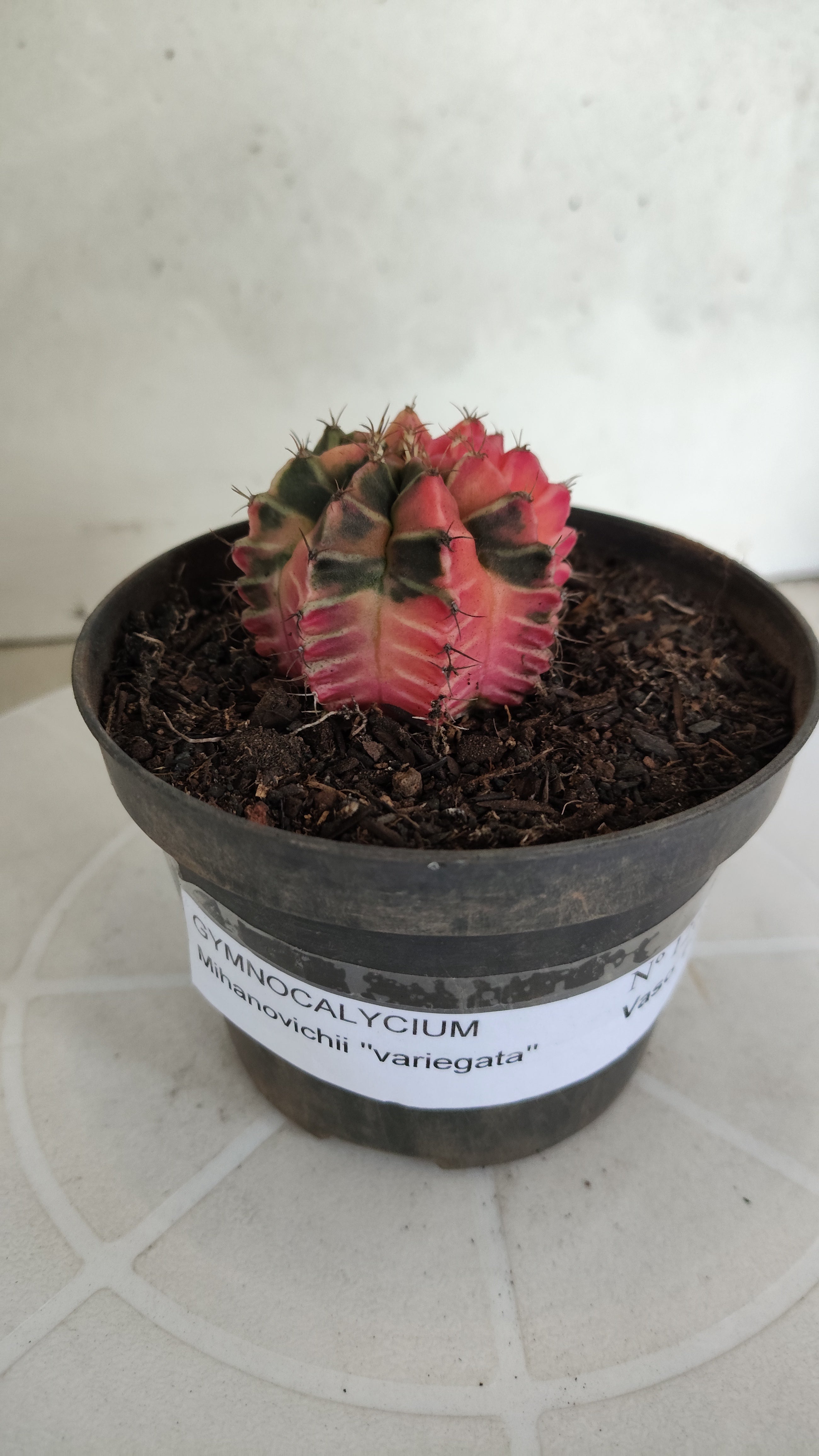 GYMNOCALYCIUM Mihanovichii "Variegata" Nº 1263 – vaso 11