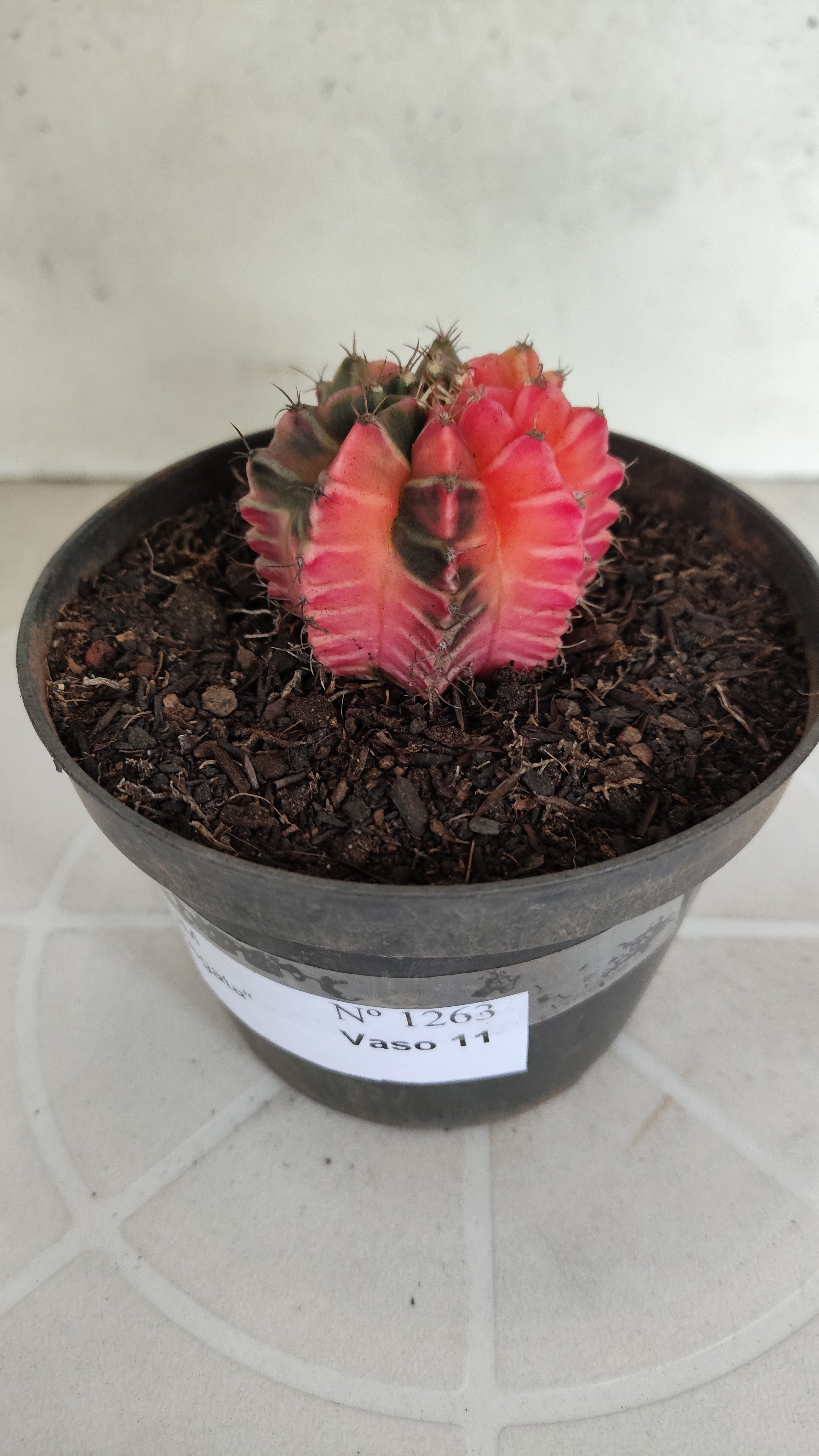 GYMNOCALYCIUM Mihanovichii "Variegata" Nº 1263 – vaso 11