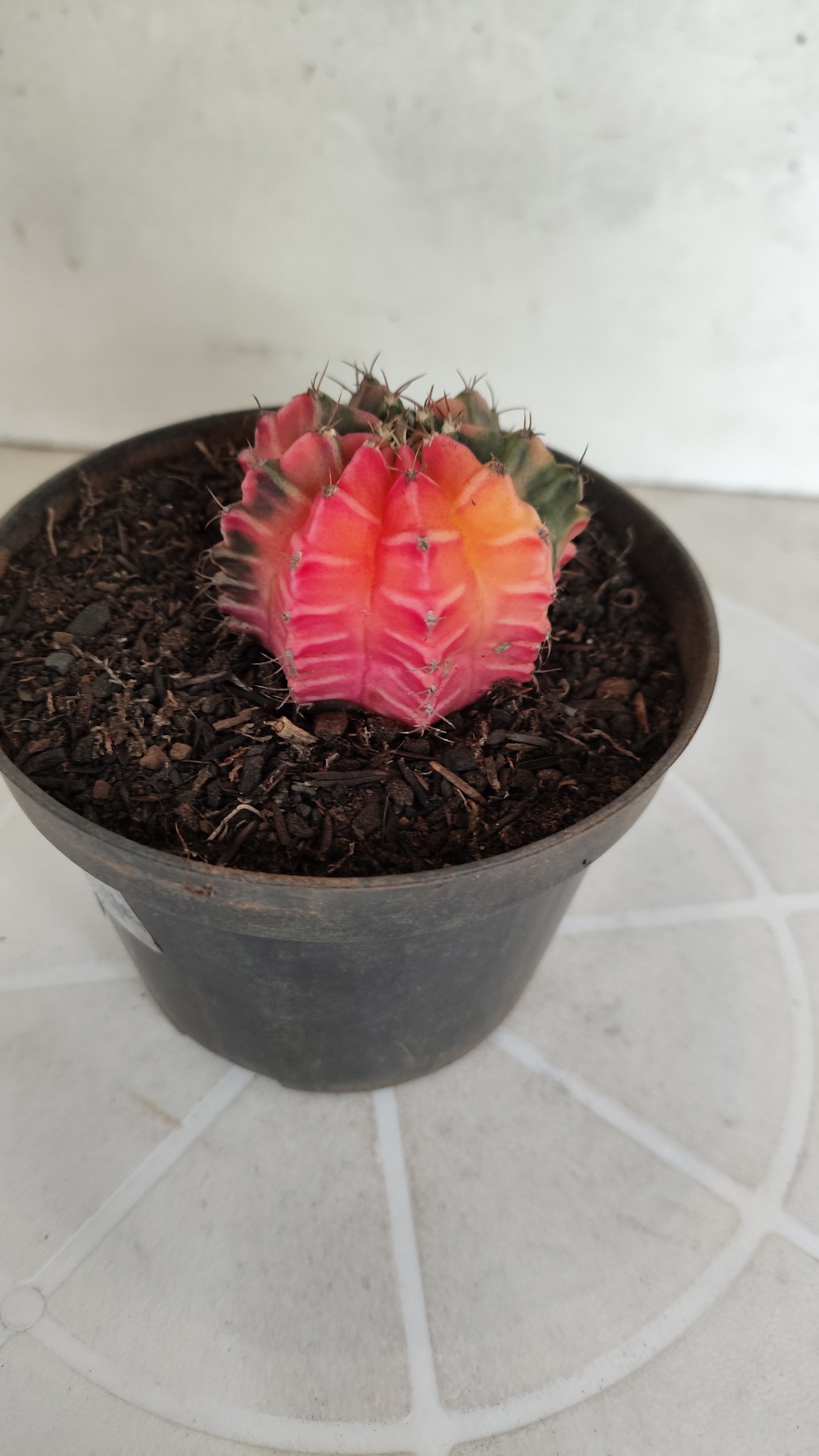 GYMNOCALYCIUM Mihanovichii "Variegata" Nº 1263 – vaso 11