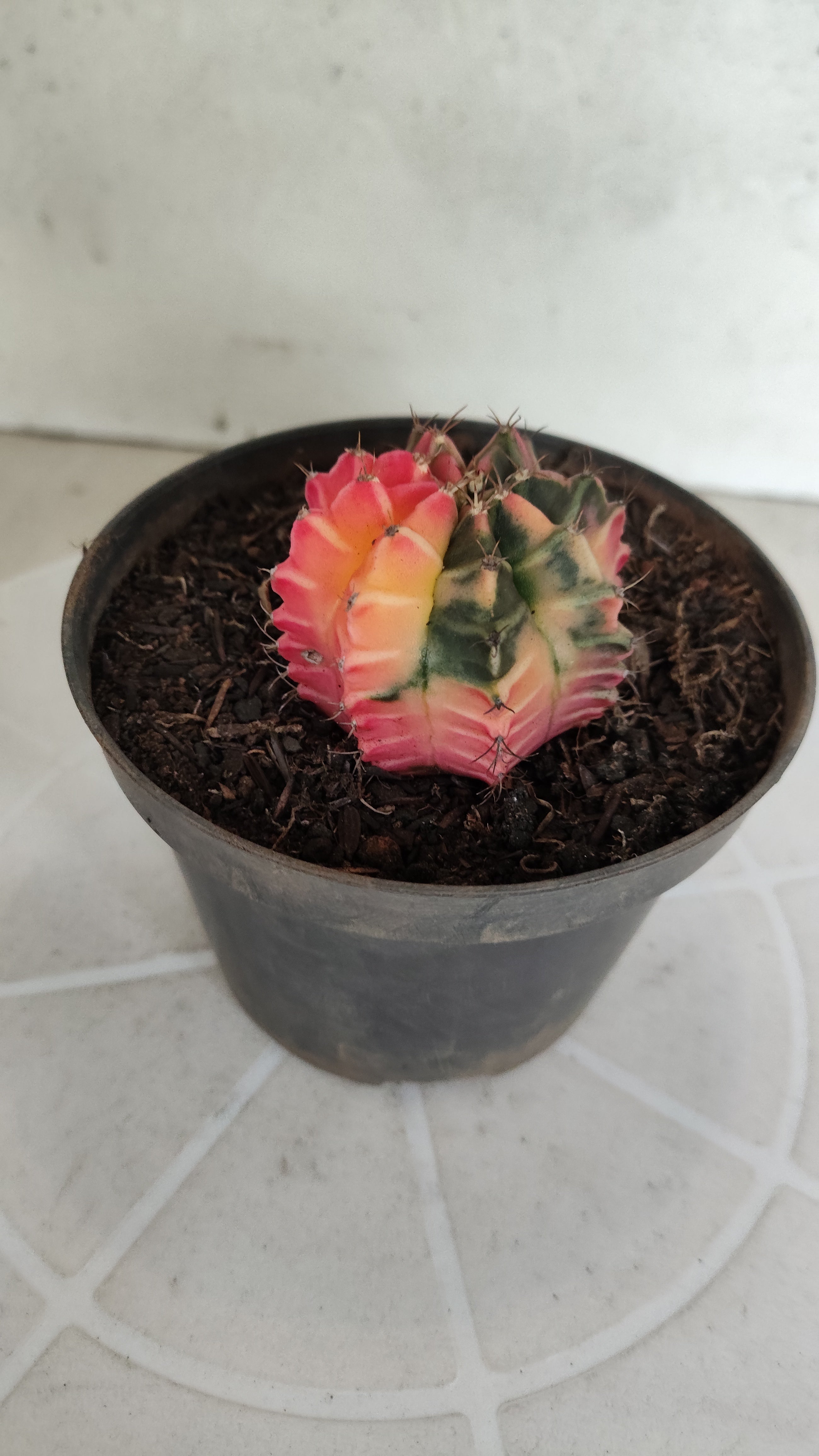 GYMNOCALYCIUM Mihanovichii "Variegata" Nº 1263 – vaso 11