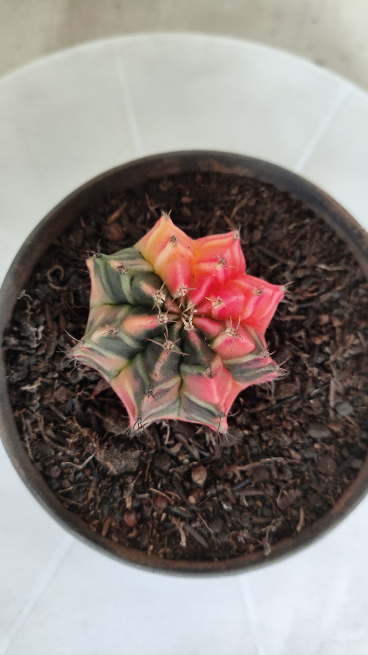GYMNOCALYCIUM Mihanovichii "Variegata" Nº 1263 – vaso 11