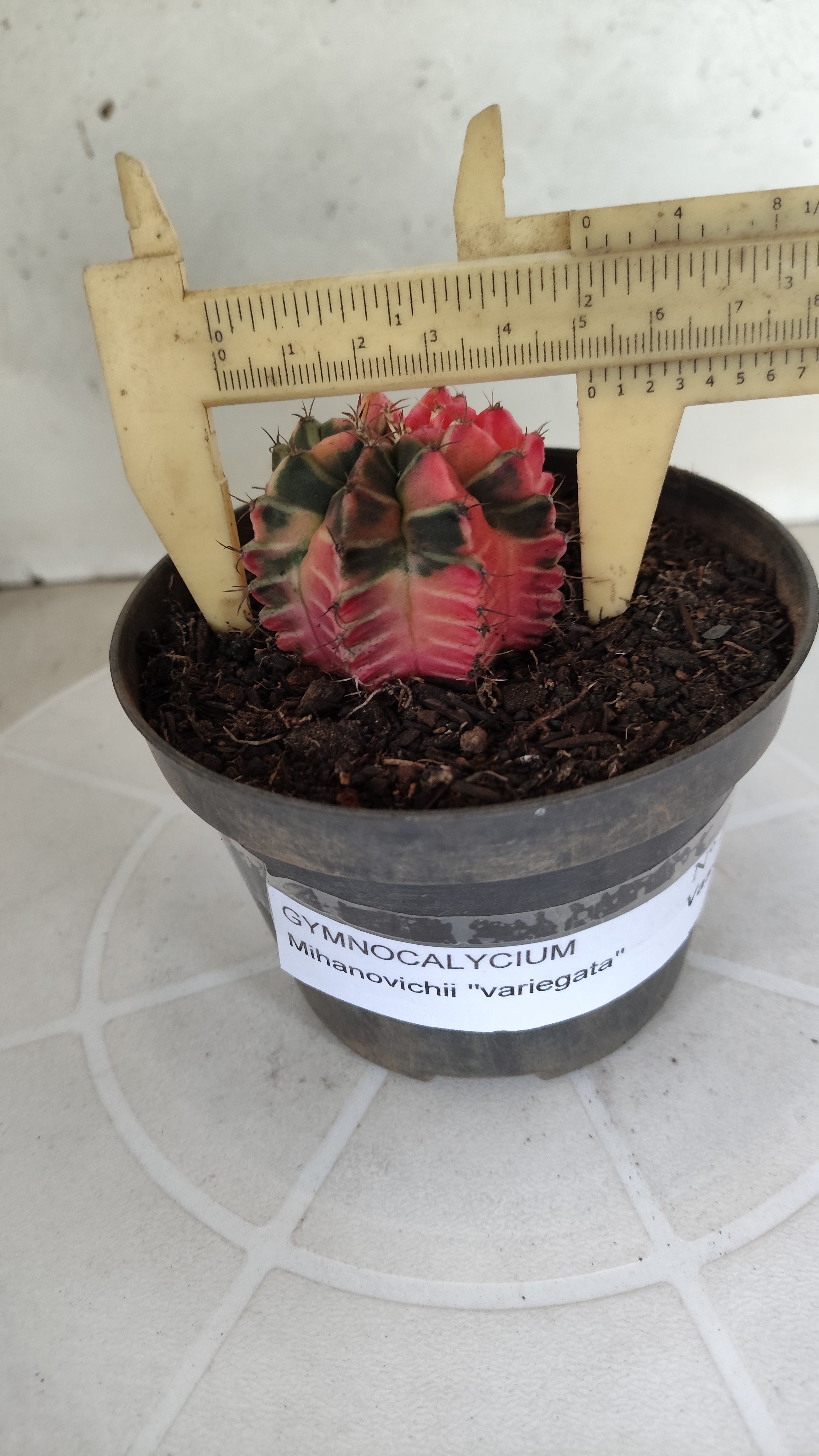 GYMNOCALYCIUM Mihanovichii "Variegata" Nº 1263 – vaso 11