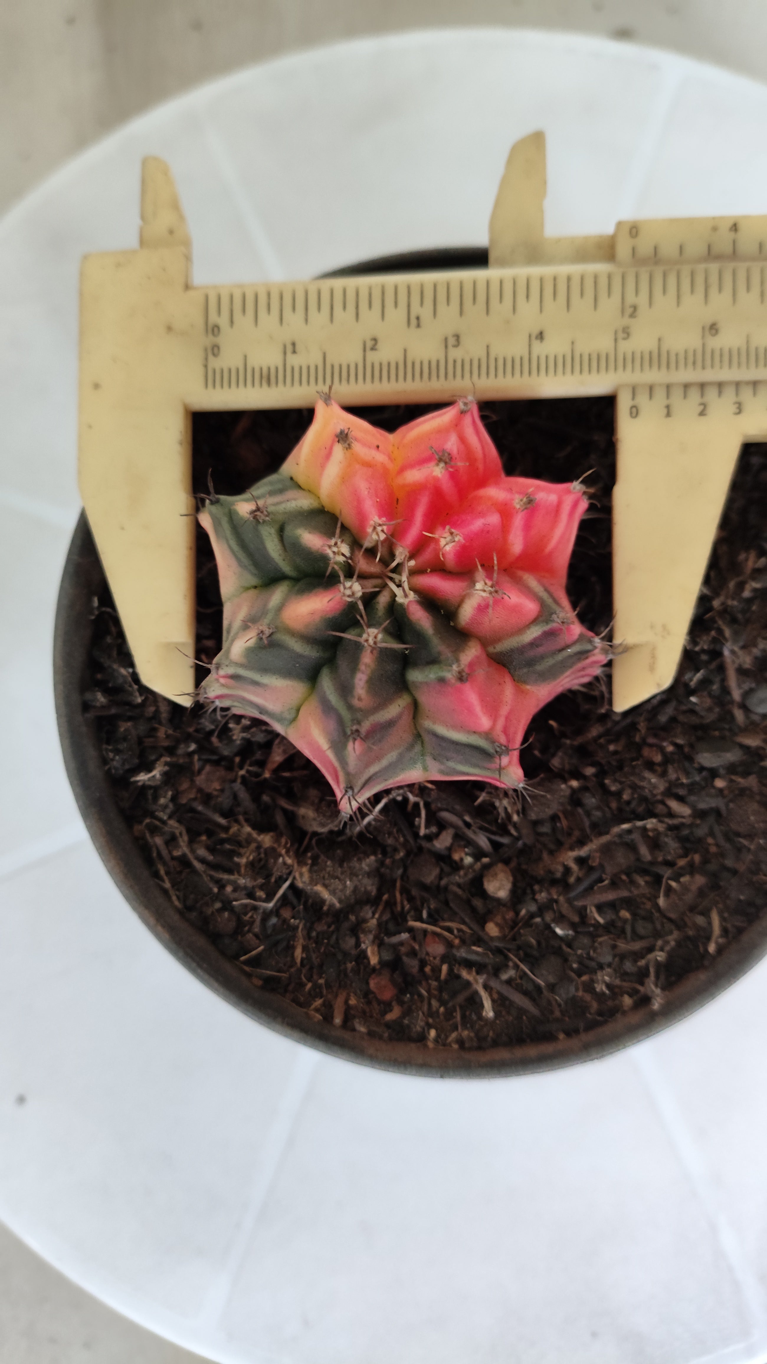 GYMNOCALYCIUM Mihanovichii "Variegata" Nº 1263 – vaso 11