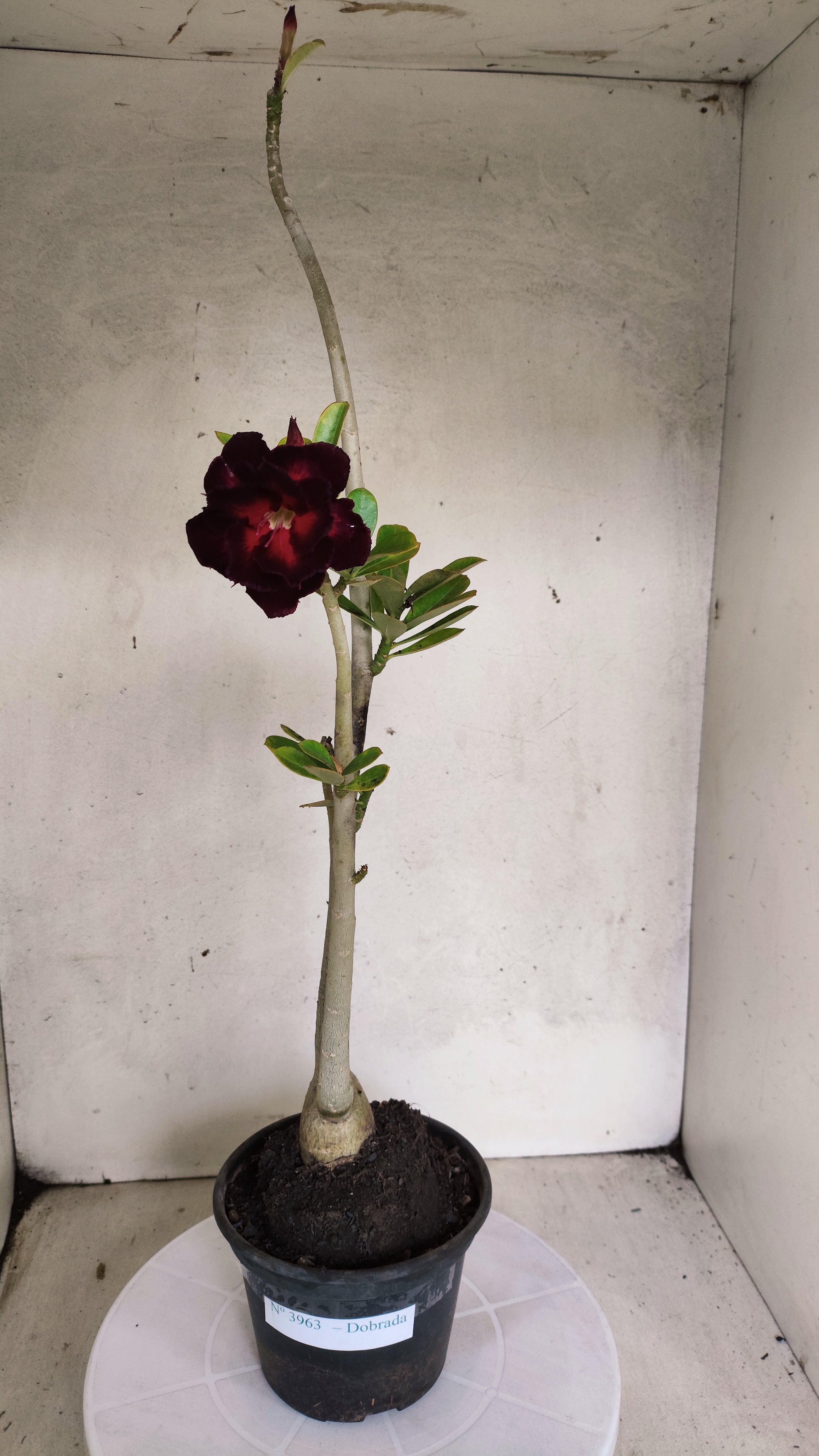 Planta Dobrada 3963 – 35cm – 03 anos