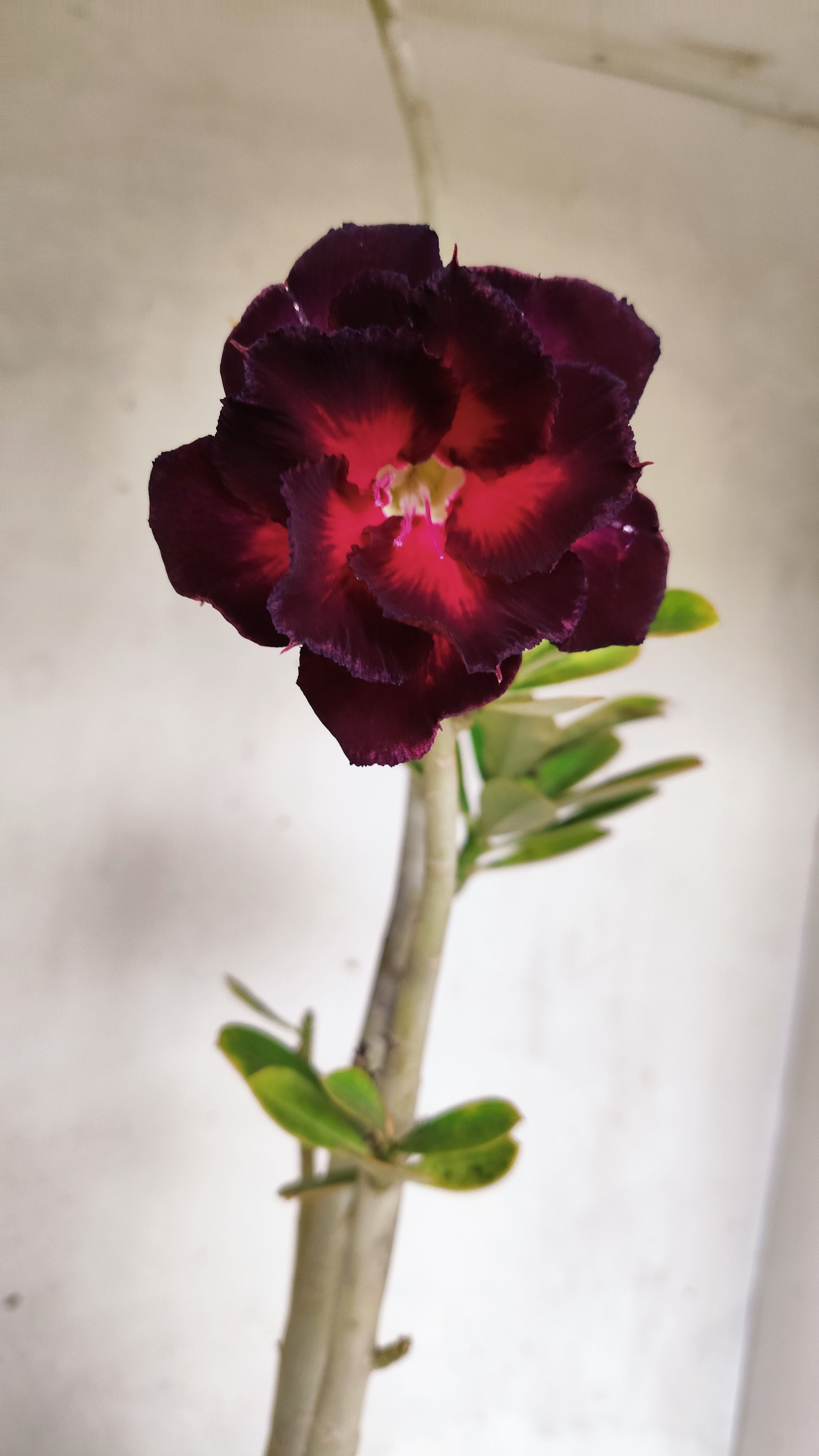 Planta Dobrada 3963 – 35cm – 03 anos