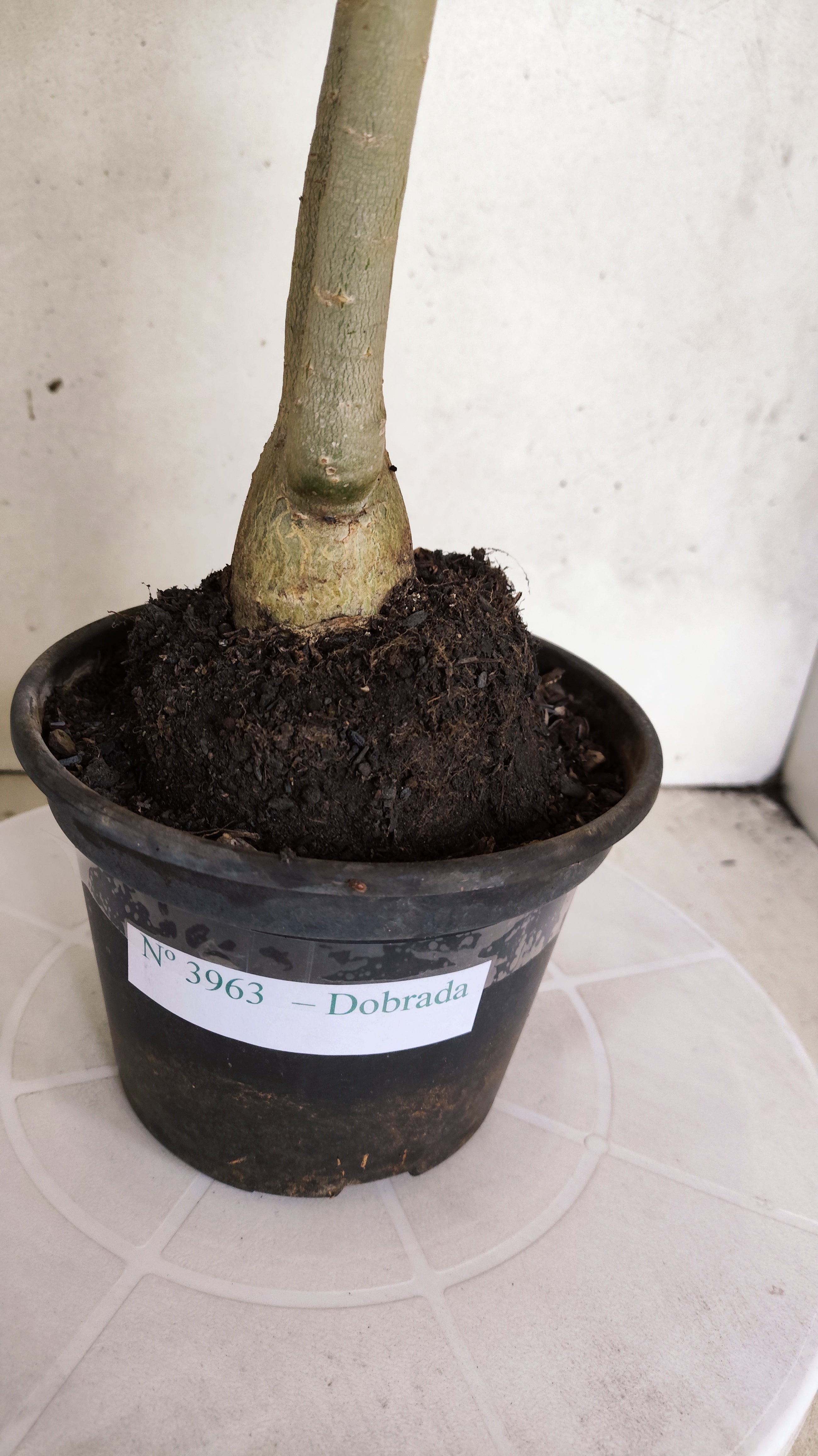 Planta Dobrada 3963 – 35cm – 03 anos