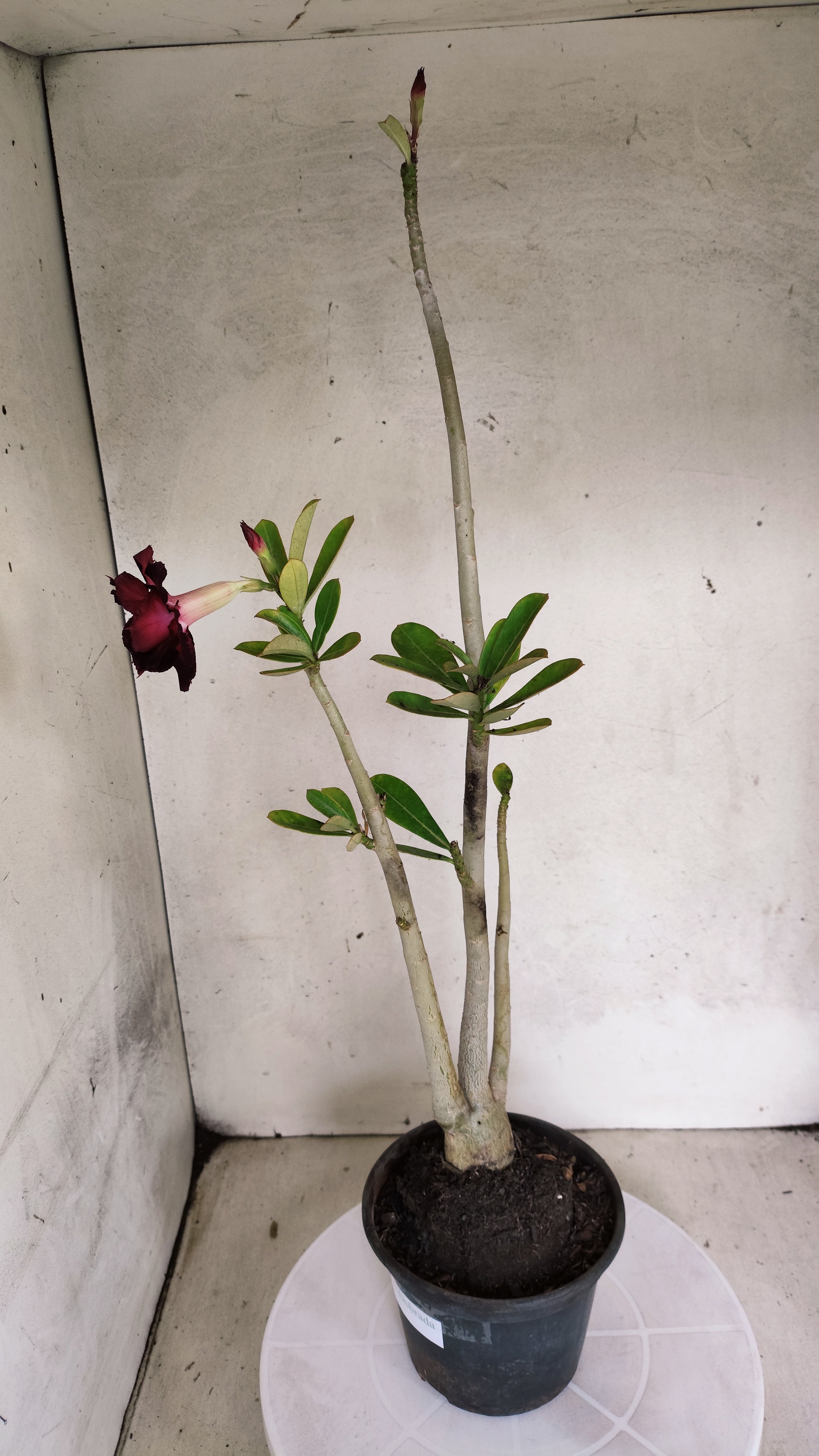 Planta Dobrada 3963 – 35cm – 03 anos