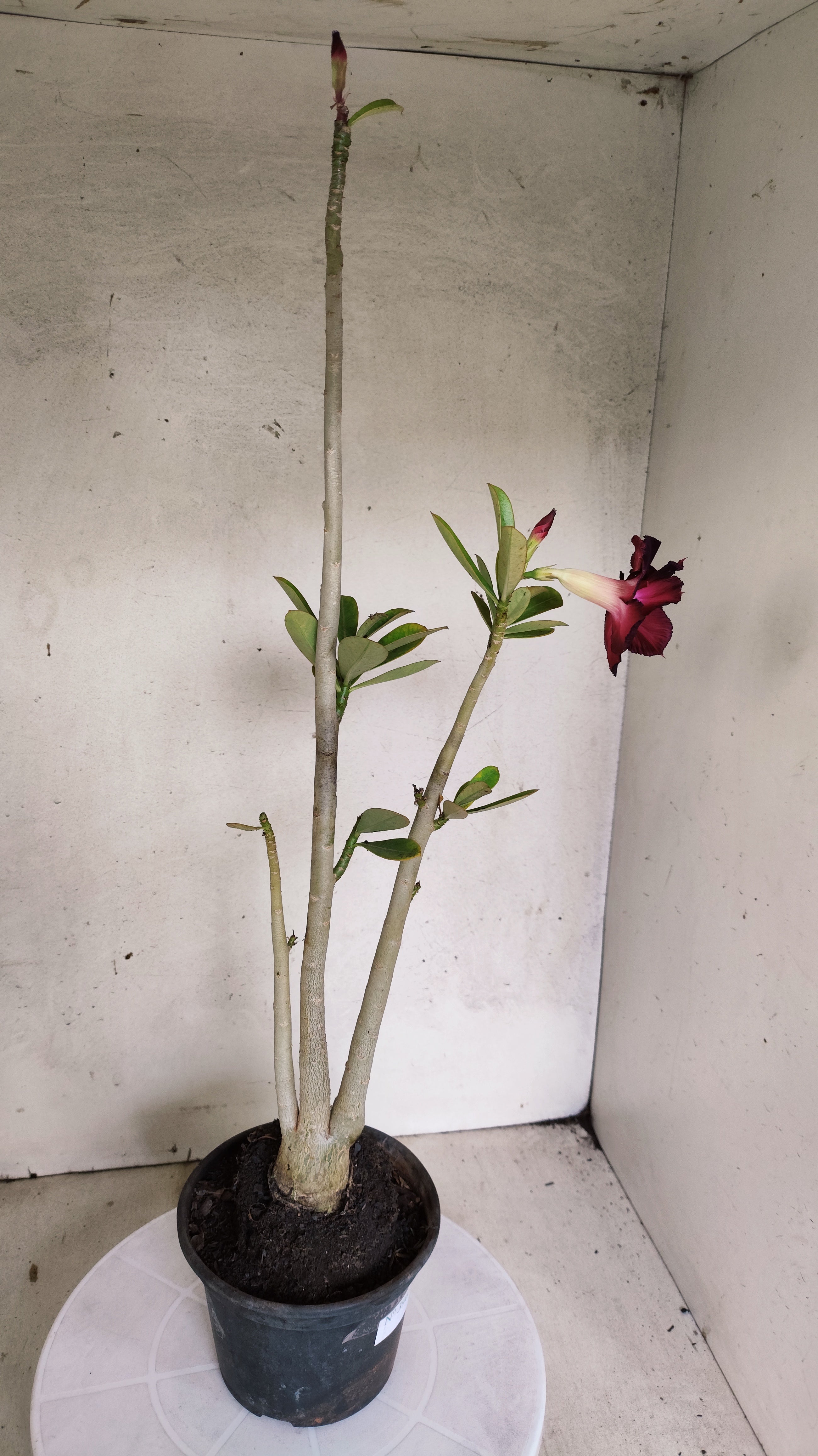 Planta Dobrada 3963 – 35cm – 03 anos