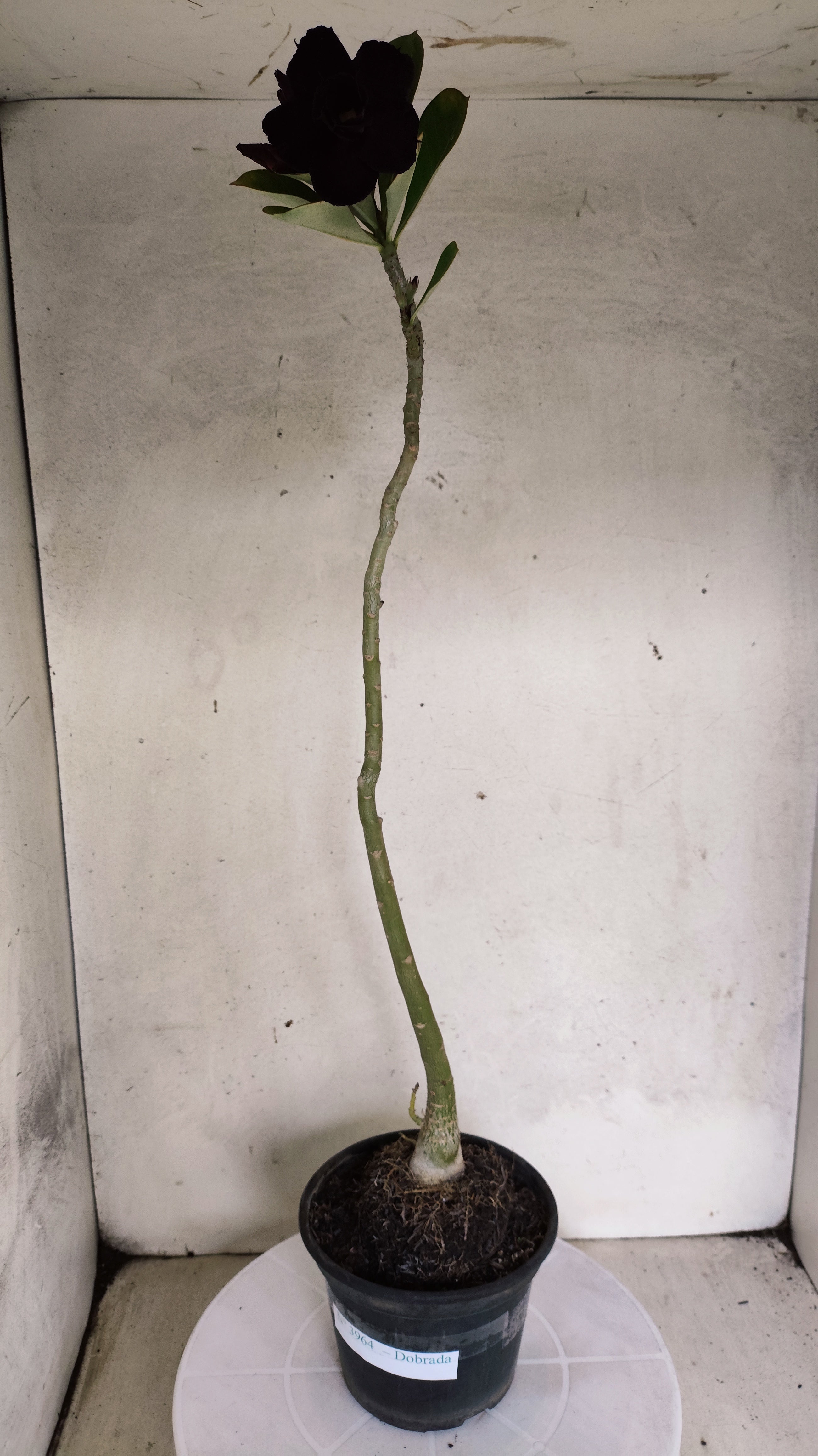 Planta Dobrada 3964 – 35cm – 03 anos