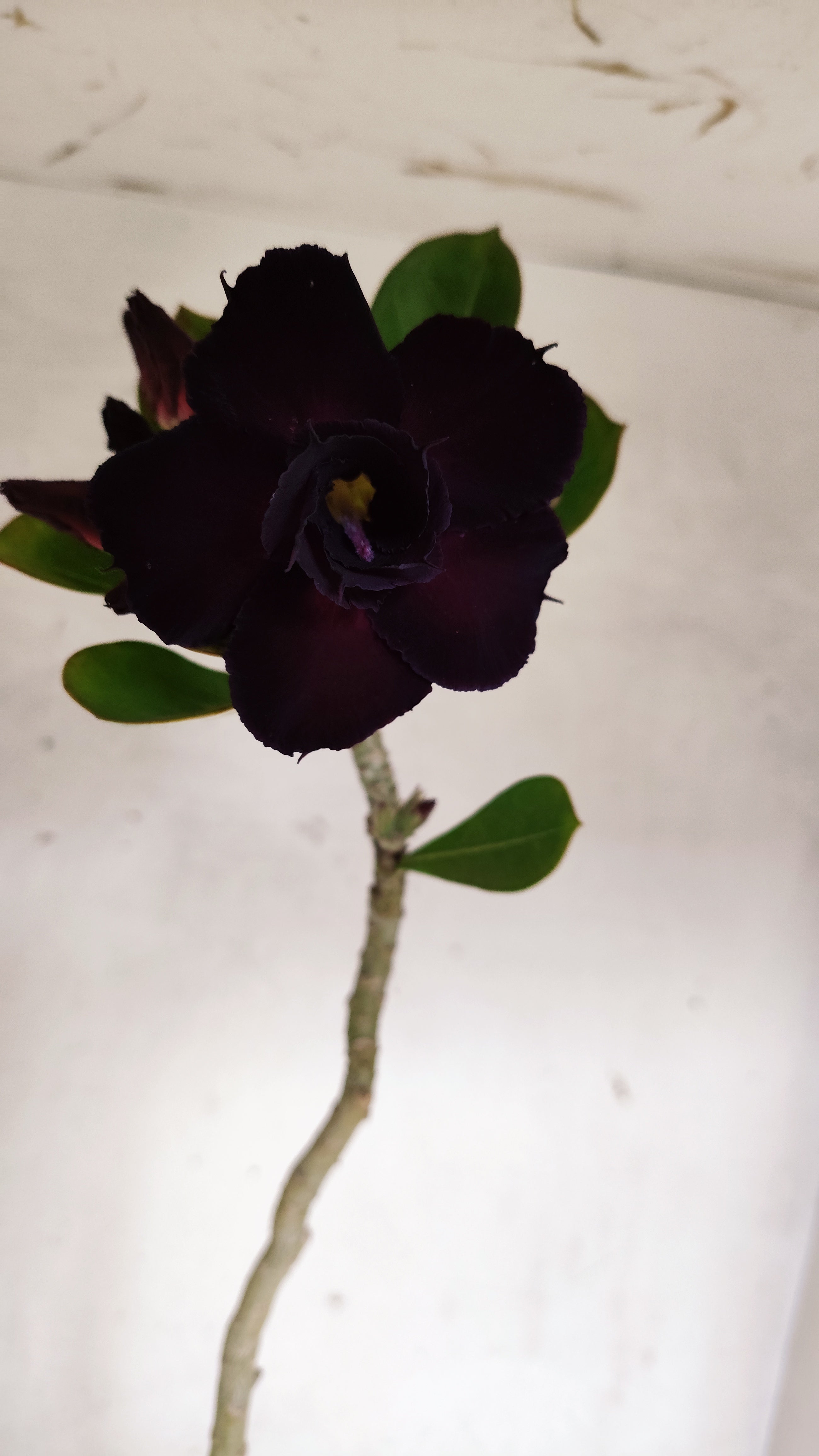 Planta Dobrada 3964 – 35cm – 03 anos