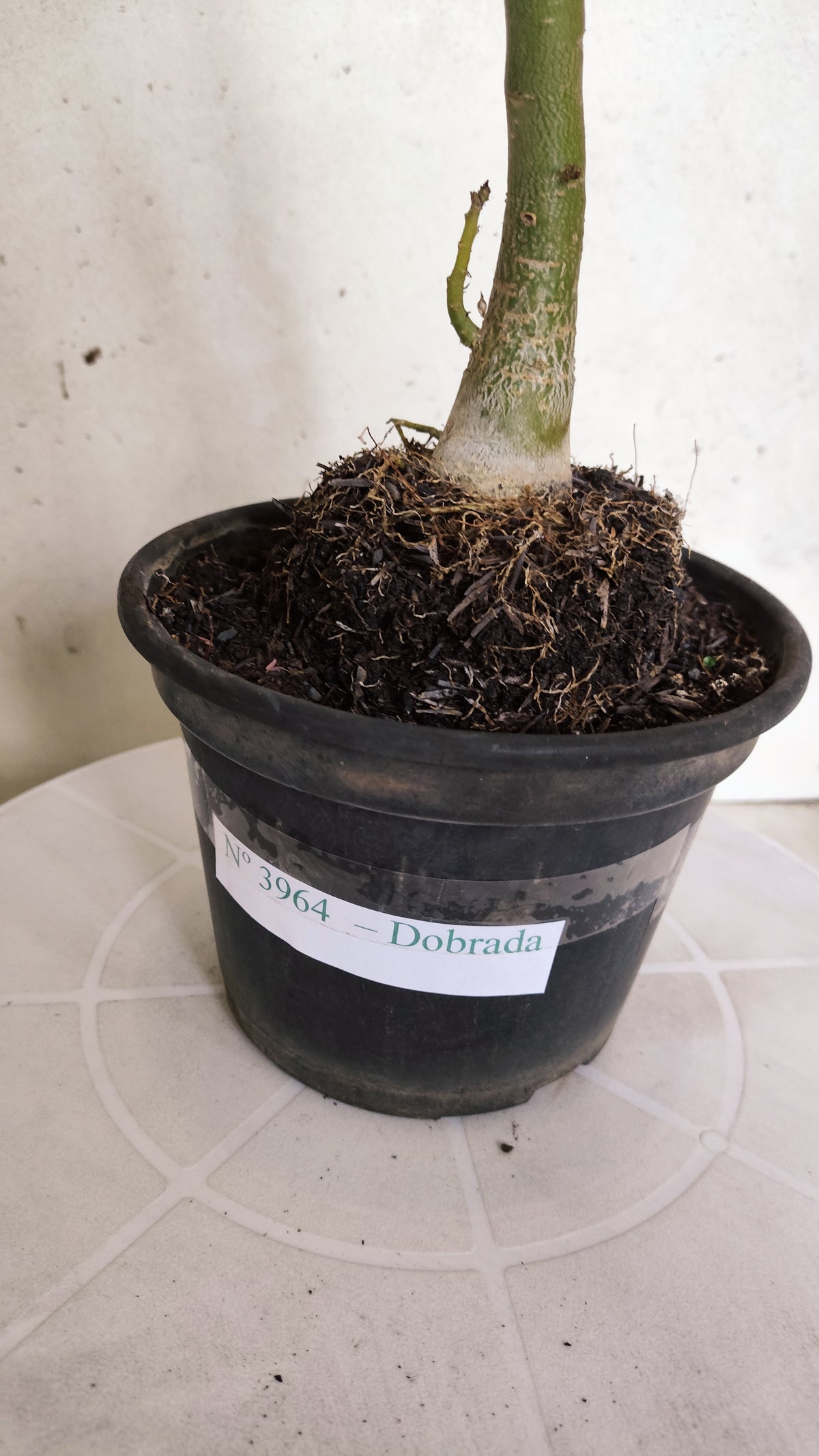 Planta Dobrada 3964 – 35cm – 03 anos