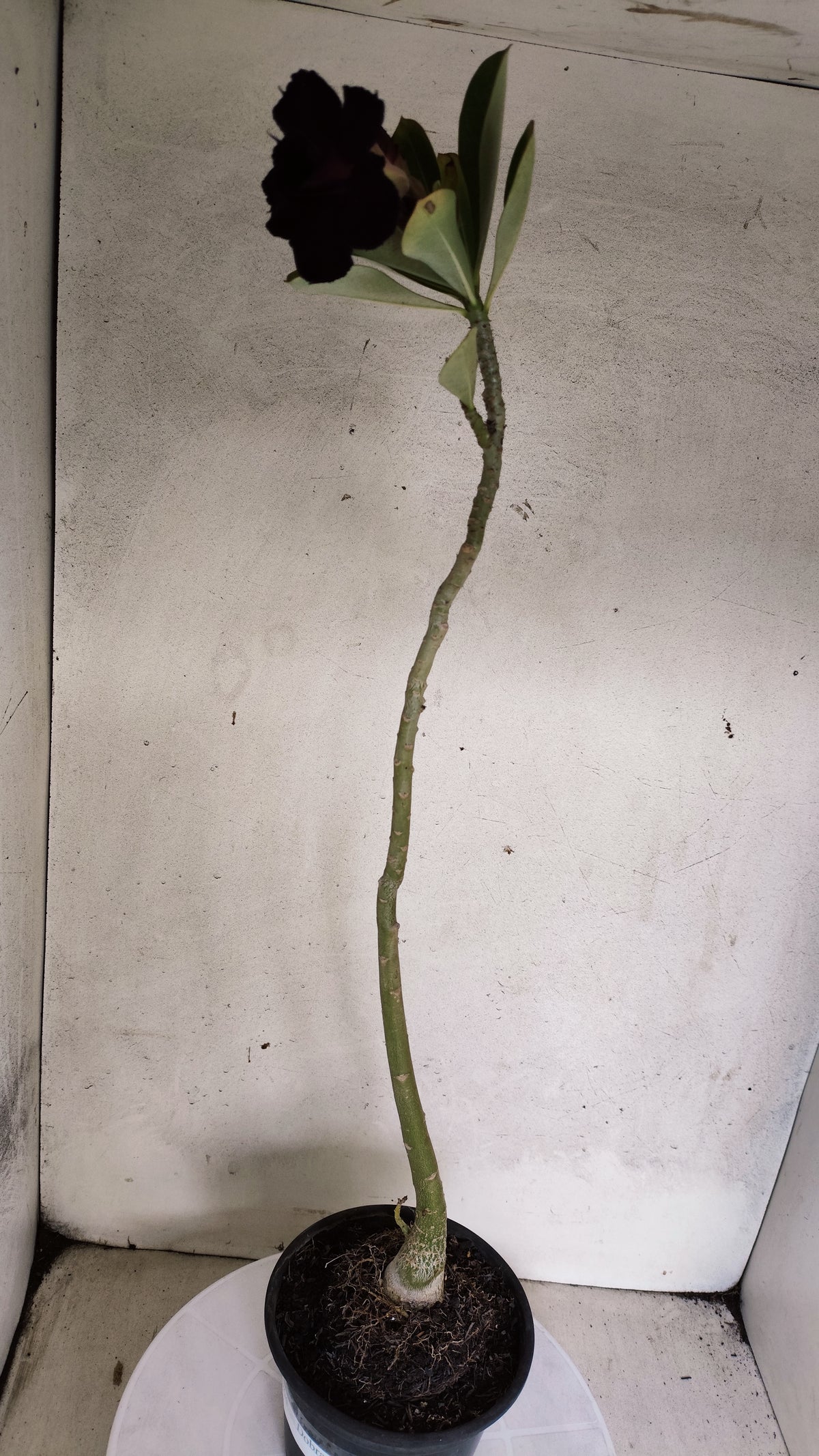 Planta Dobrada 3964 – 35cm – 03 anos