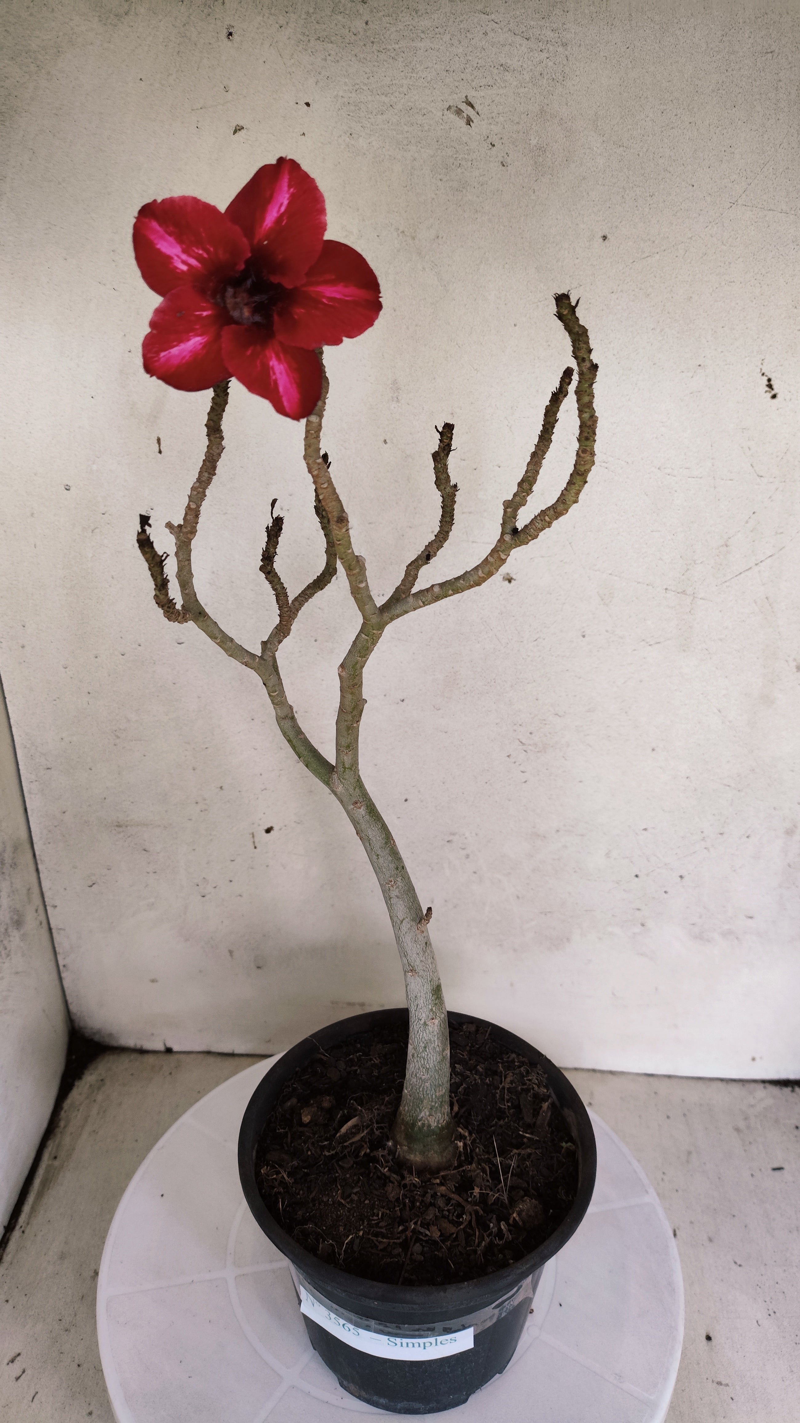 Planta Simples 3565  – 35cm – 03 anos