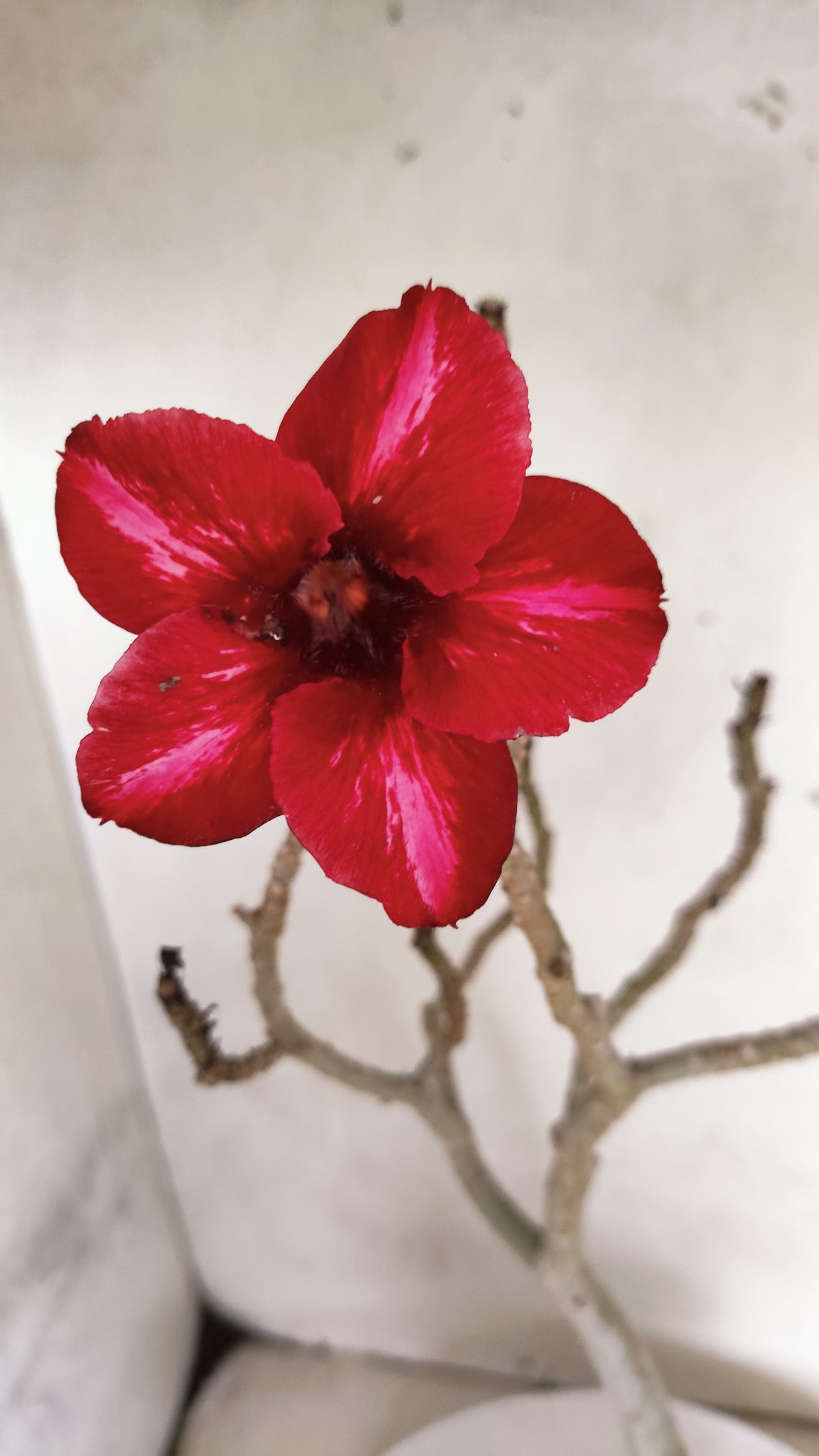 Planta Simples 3565  – 35cm – 03 anos