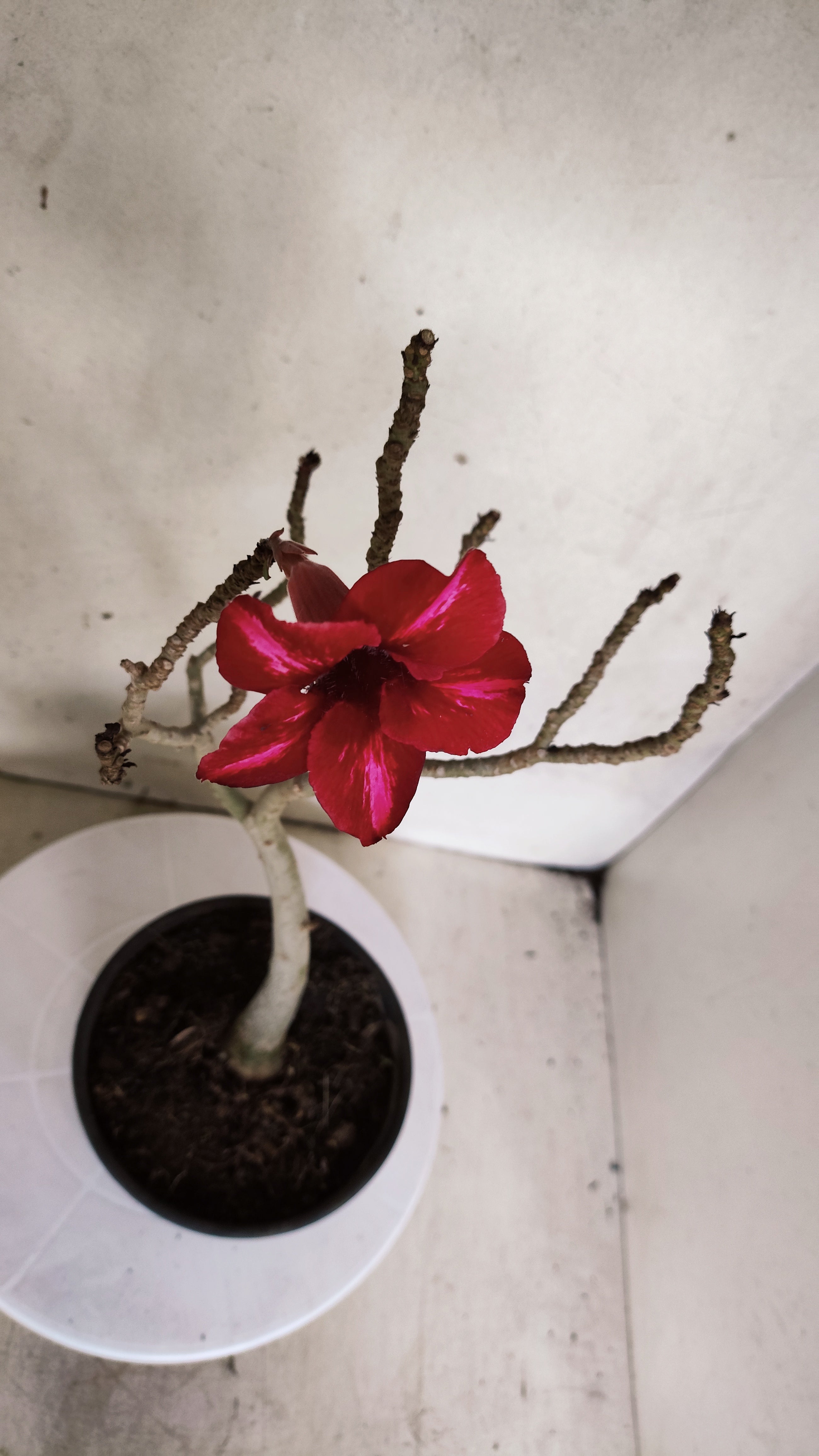 Planta Simples 3565  – 35cm – 03 anos