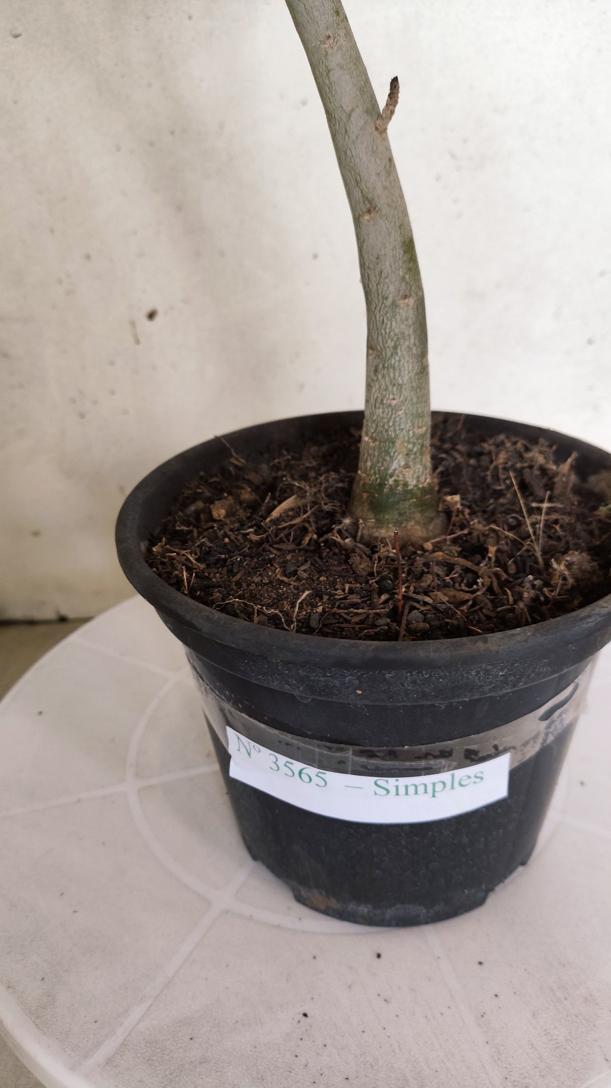 Planta Simples 3565  – 35cm – 03 anos