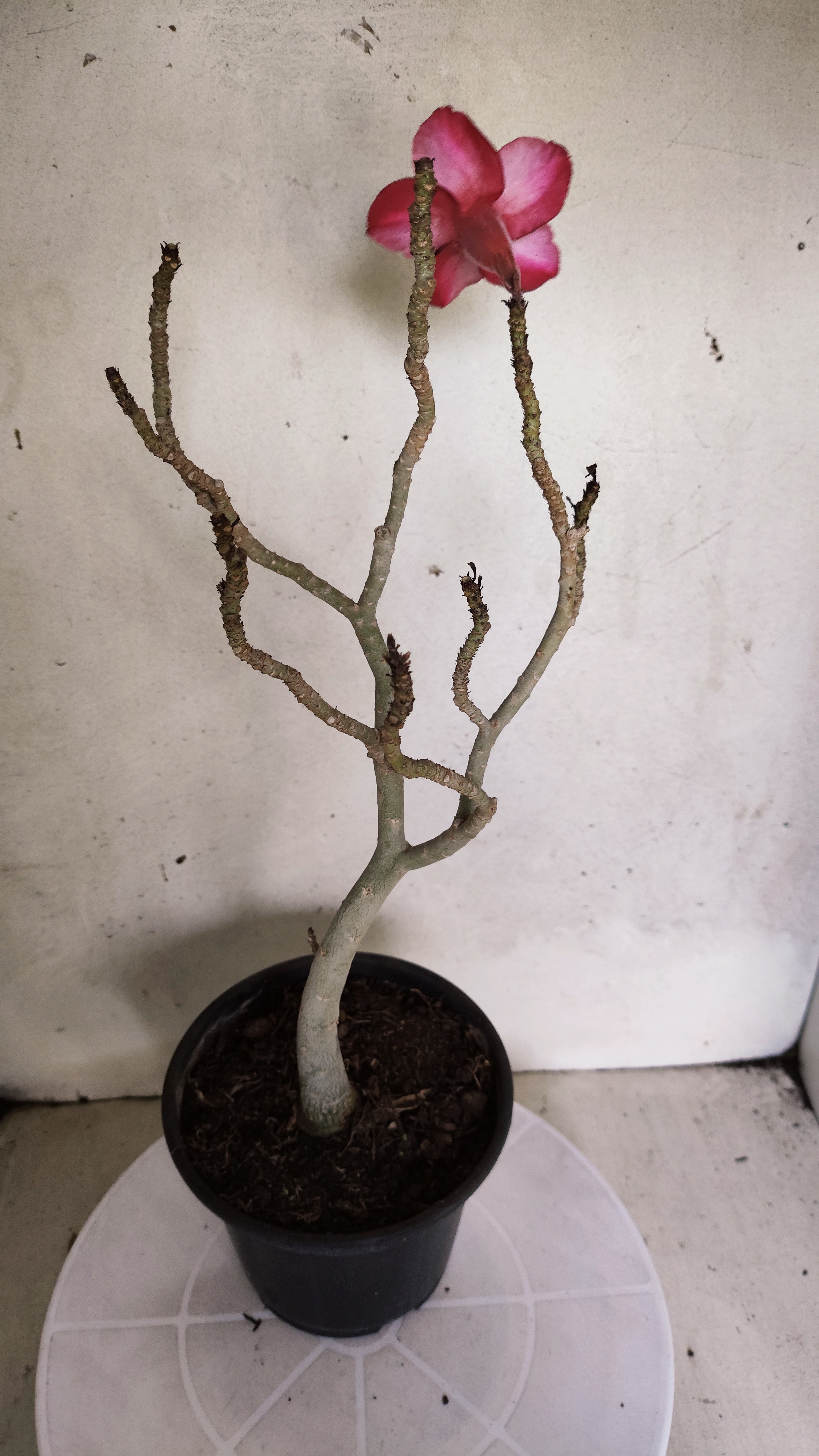 Planta Simples 3565  – 35cm – 03 anos