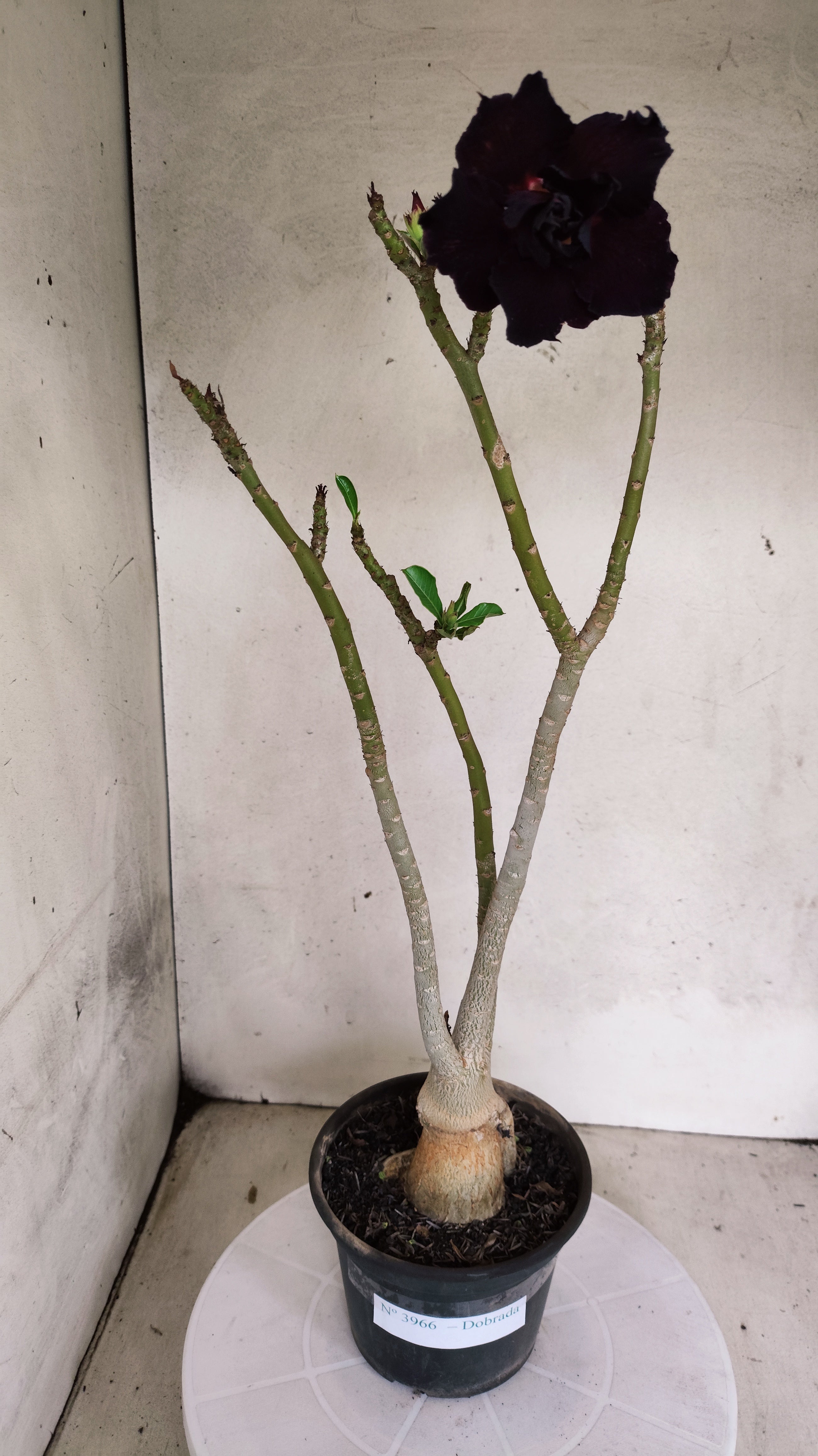 Planta Dobrada 3966 – 35cm – 03 anos