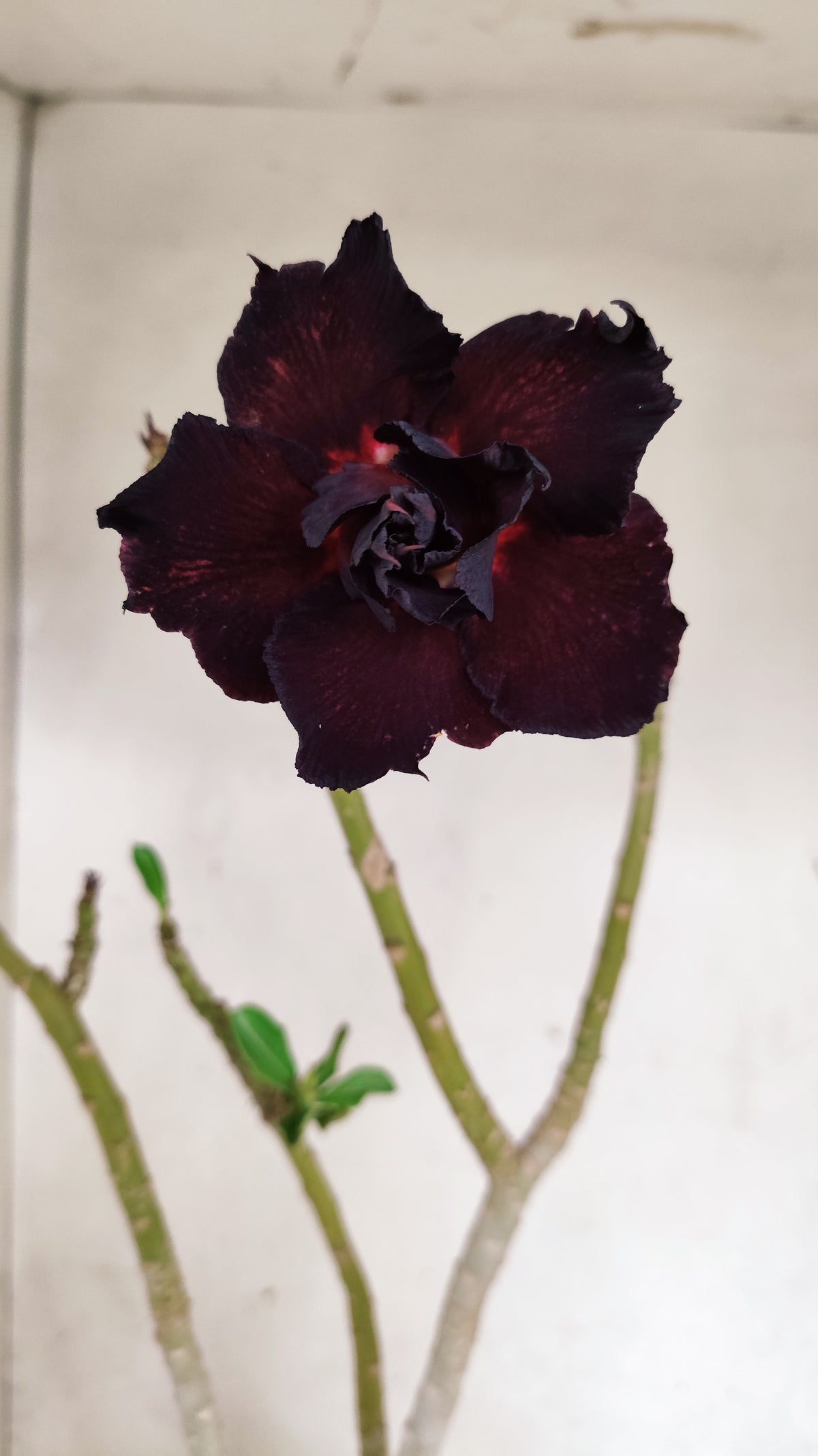 Planta Dobrada 3966 – 35cm – 03 anos
