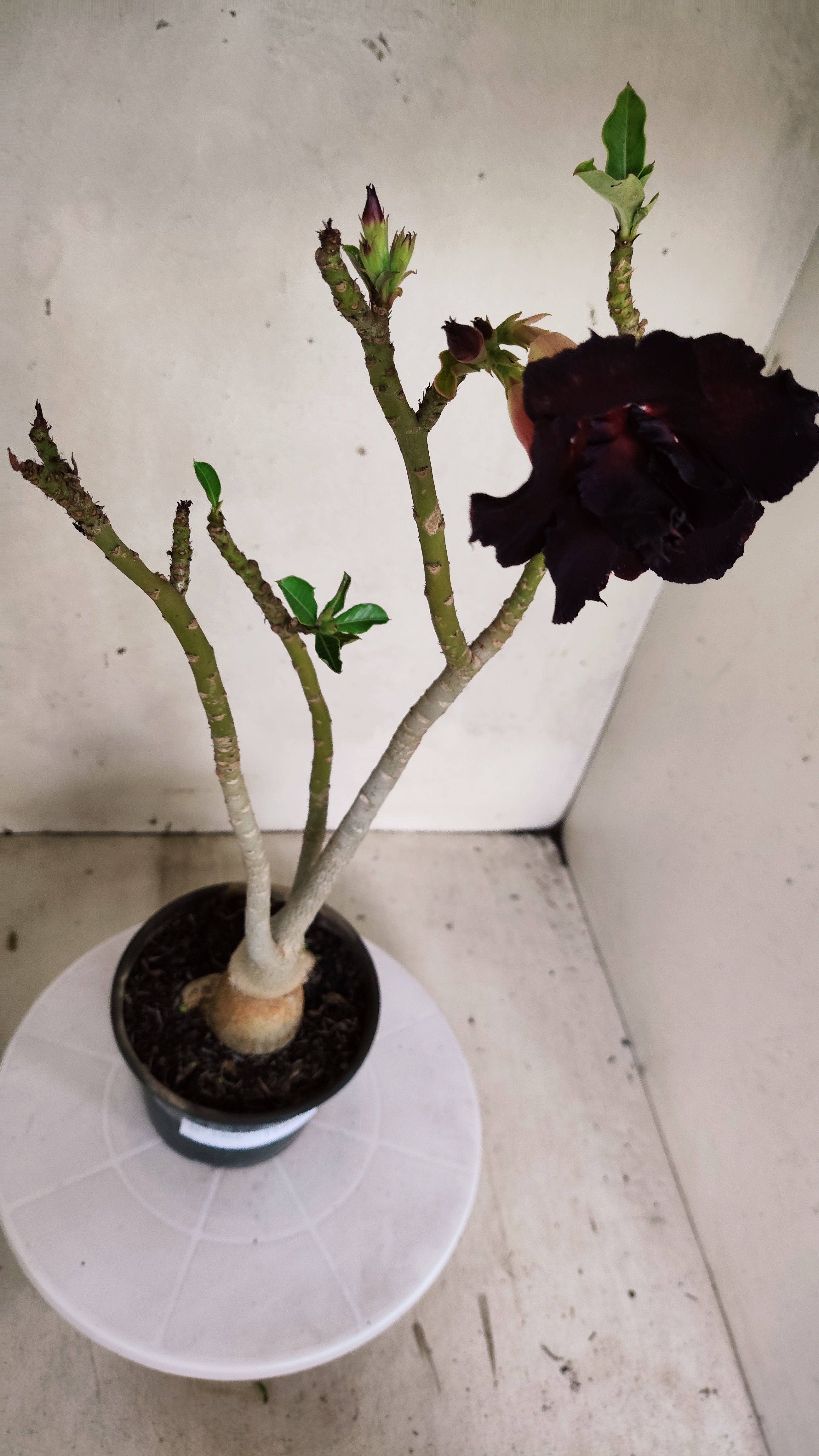 Planta Dobrada 3966 – 35cm – 03 anos