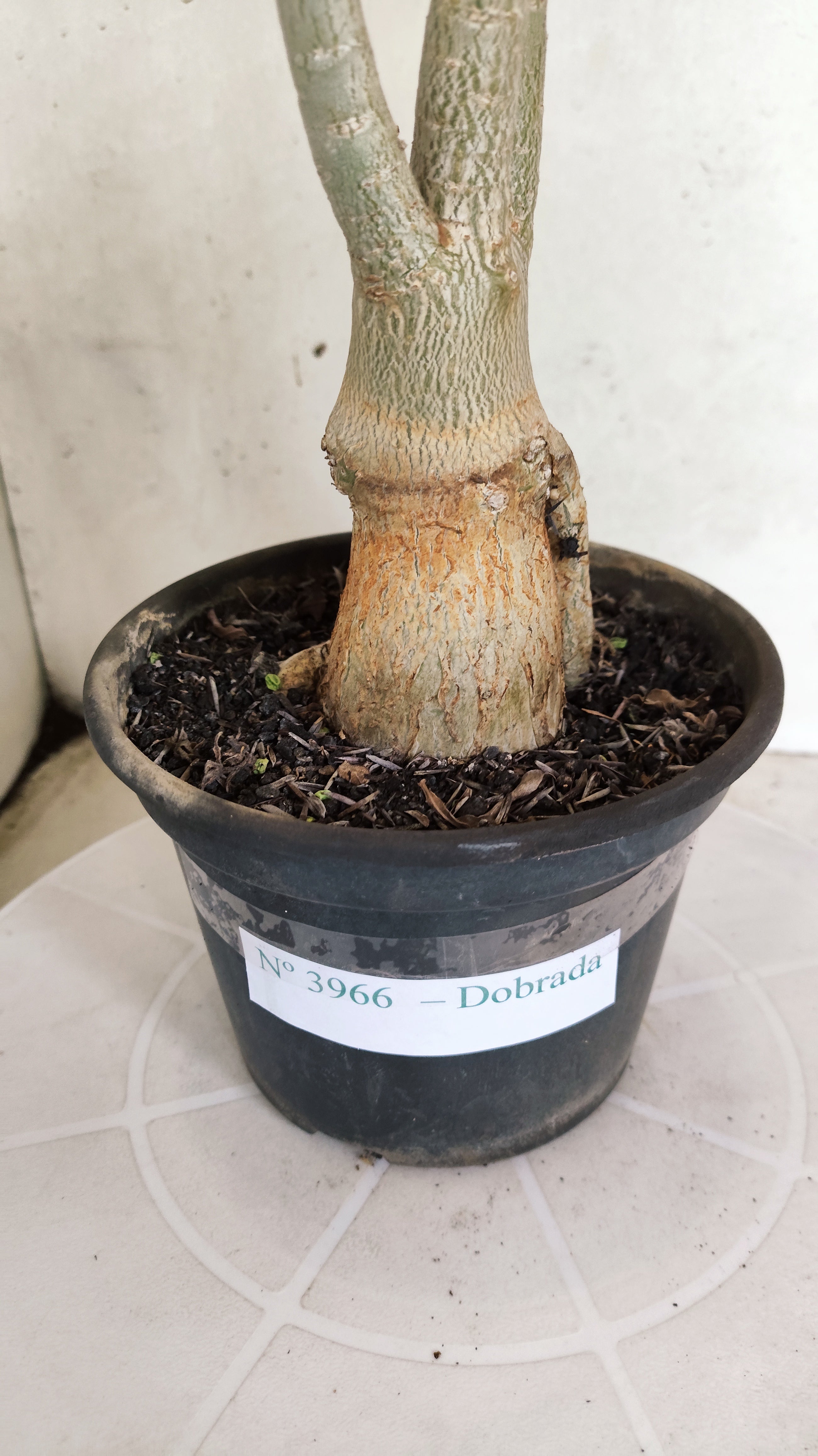 Planta Dobrada 3966 – 35cm – 03 anos