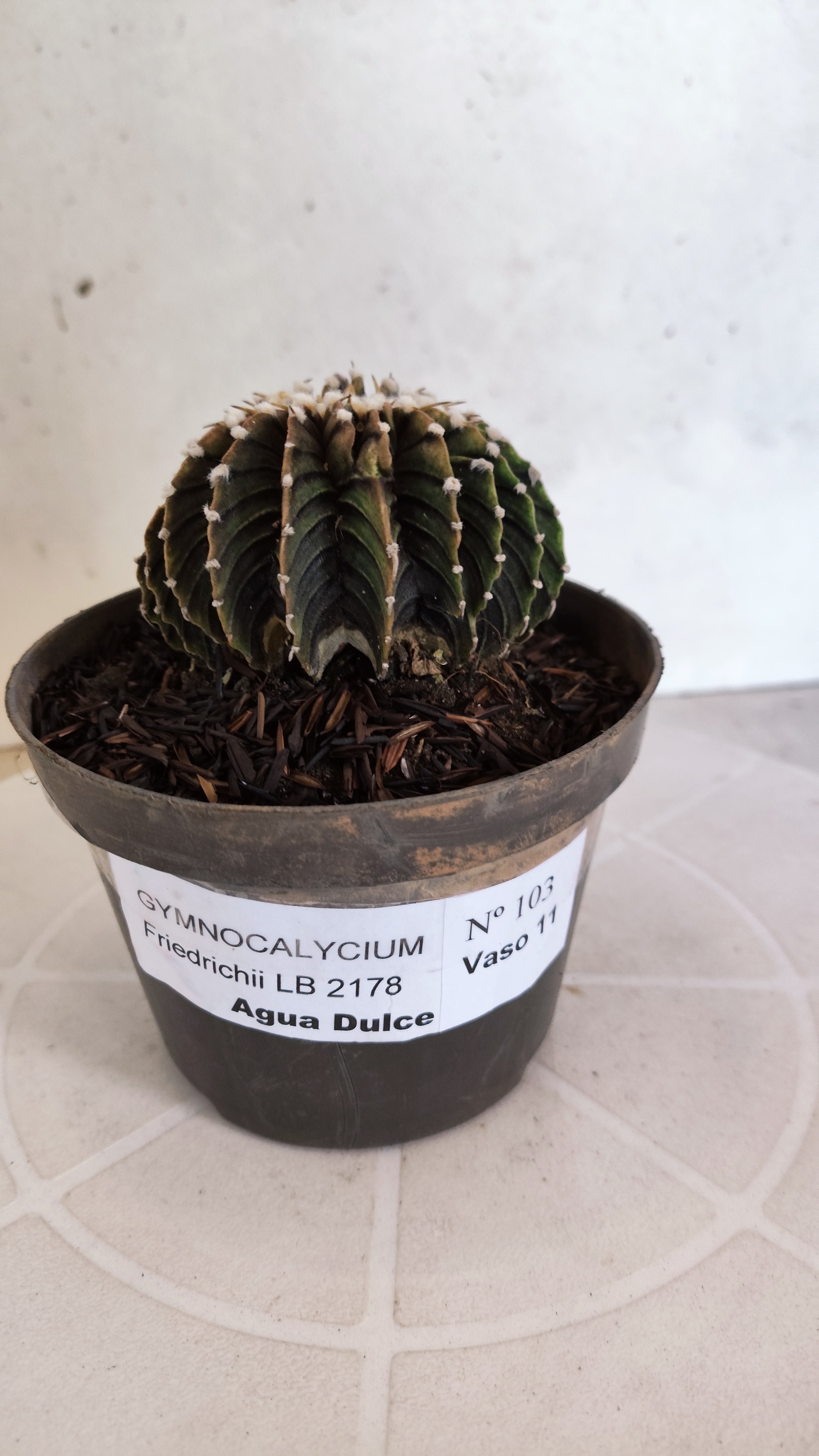 GYMNOCALYCIUM Friedrichii LB 2178 "Água Dulce" - Nº 103 – vaso 11