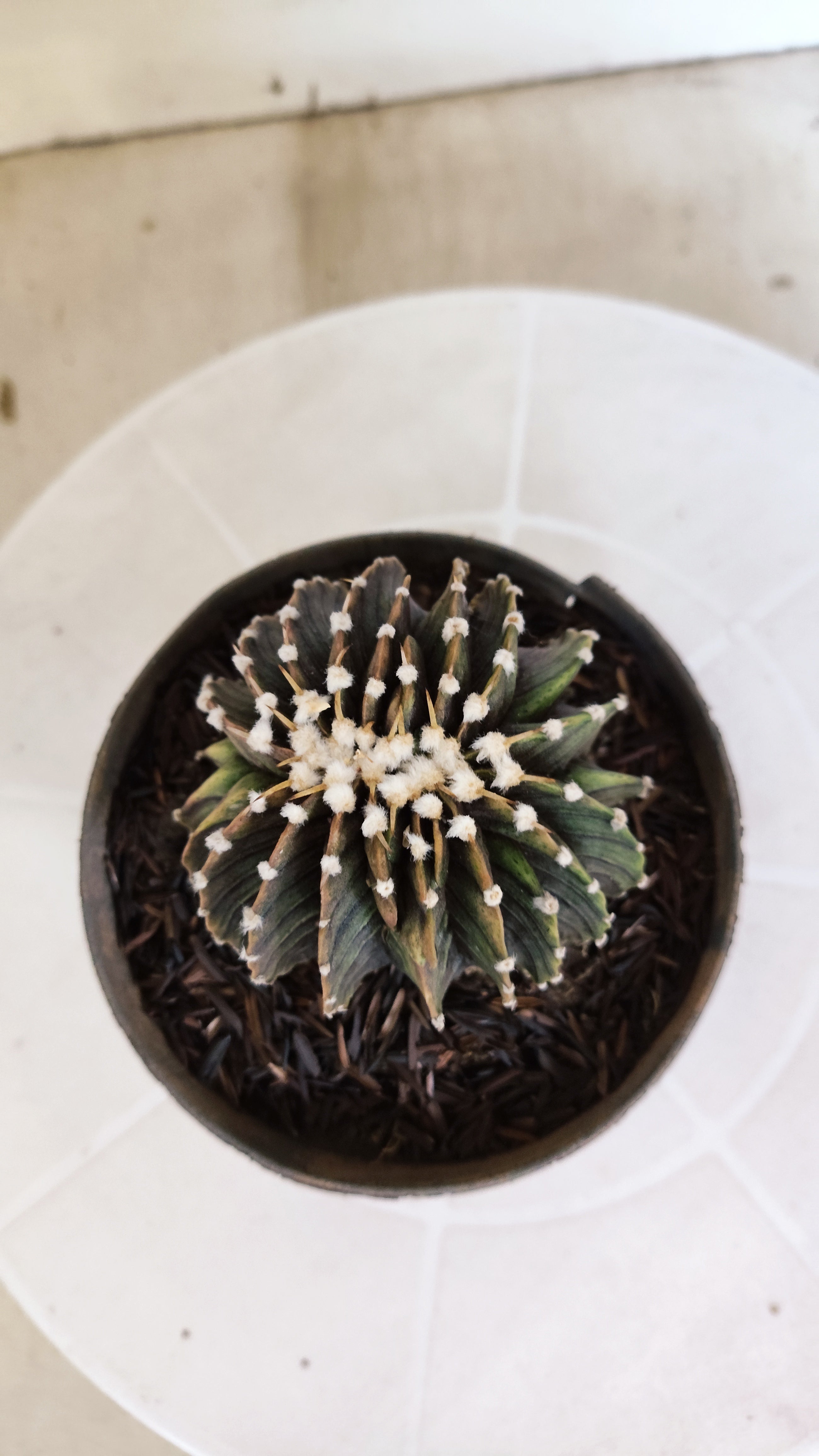 GYMNOCALYCIUM Friedrichii LB 2178 "Água Dulce" - Nº 103 – vaso 11