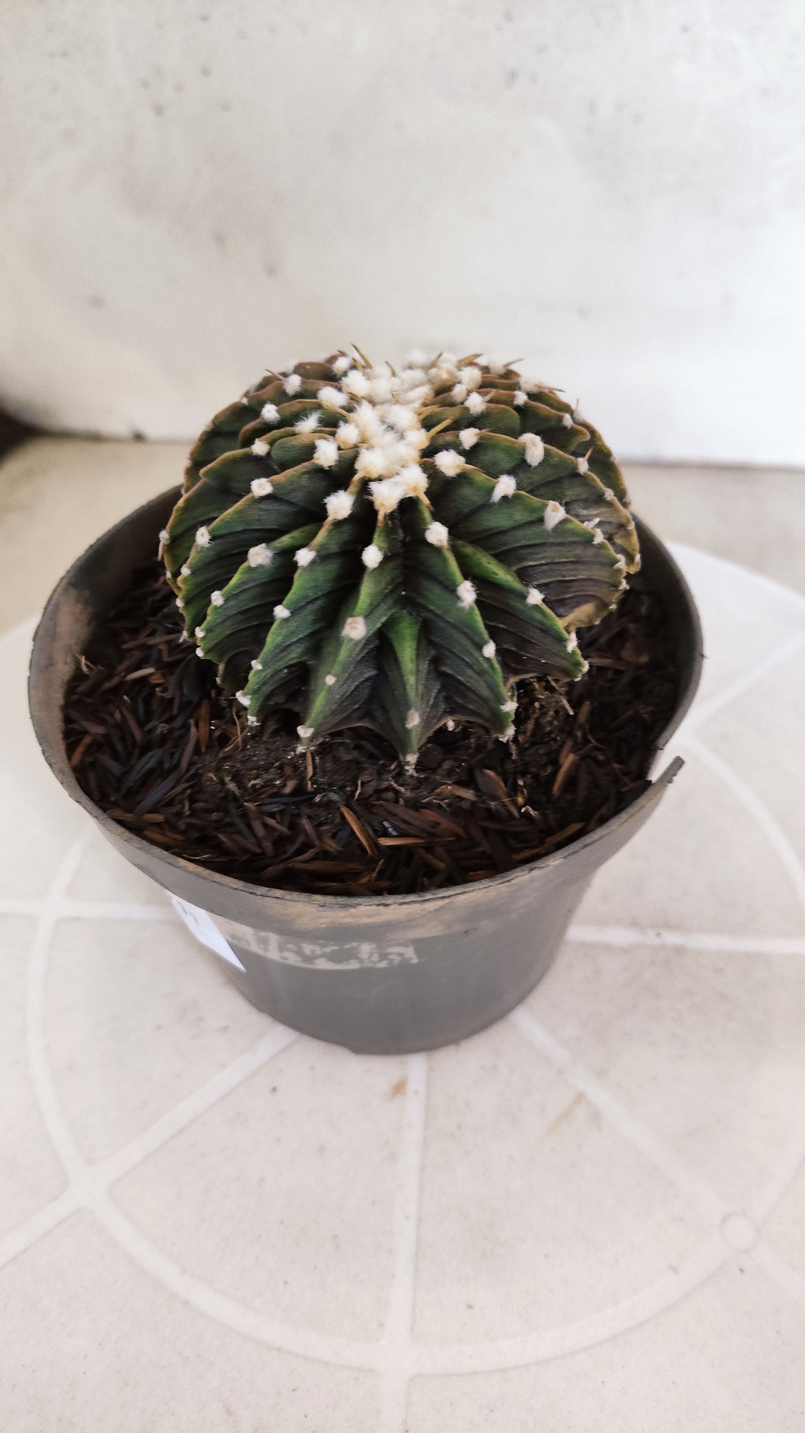GYMNOCALYCIUM Friedrichii LB 2178 "Água Dulce" - Nº 103 – vaso 11