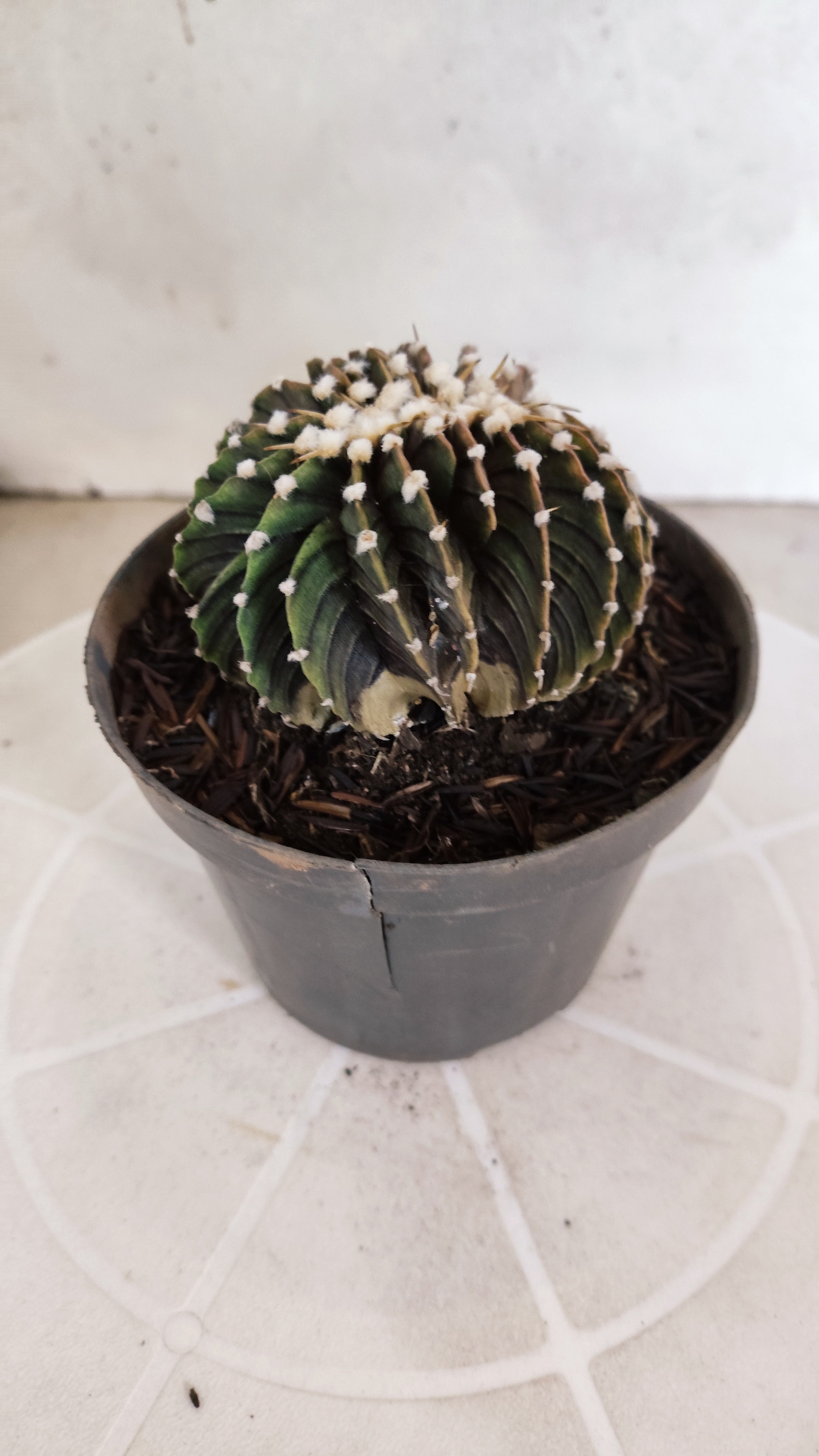 GYMNOCALYCIUM Friedrichii LB 2178 "Água Dulce" - Nº 103 – vaso 11