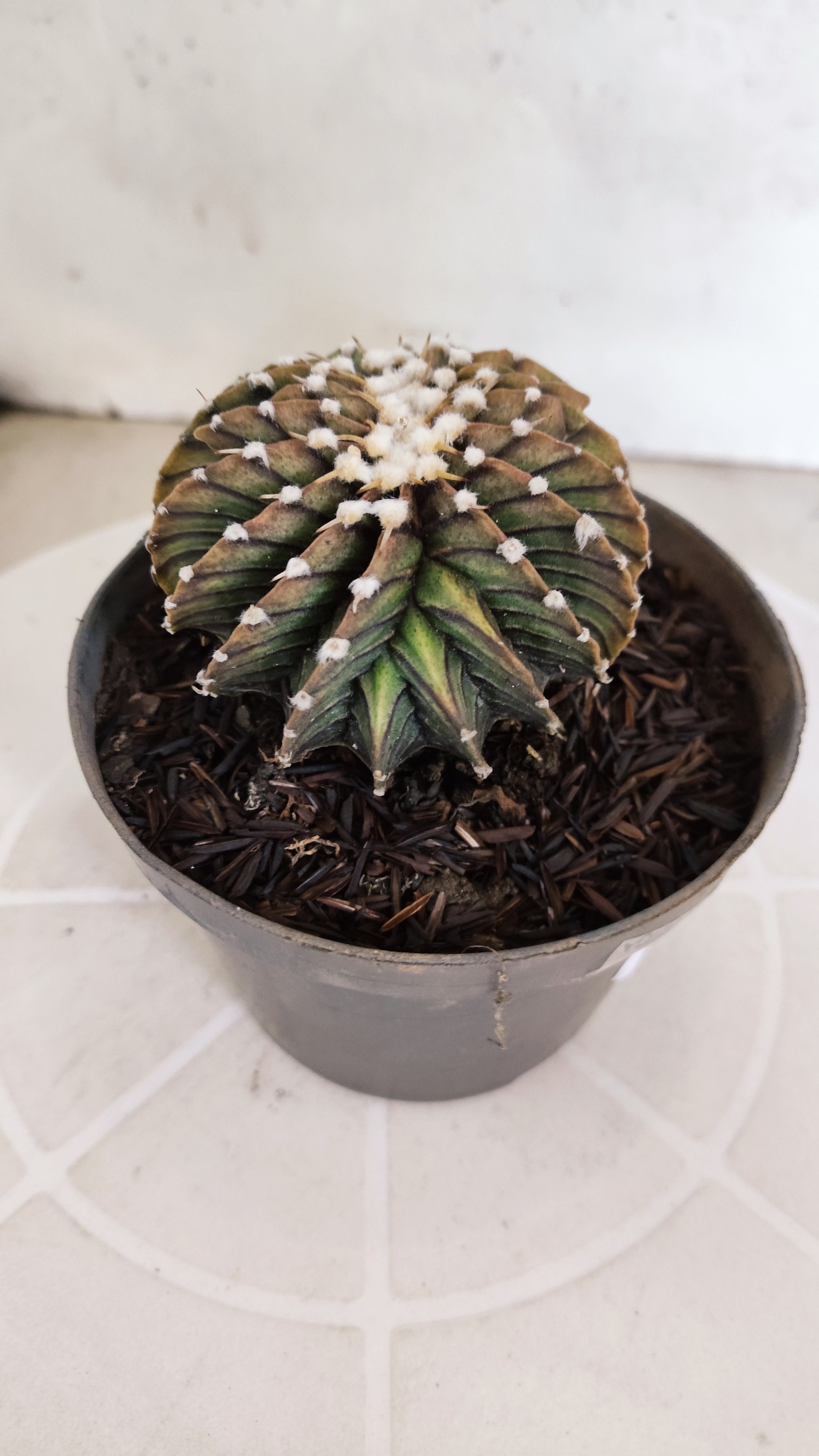 GYMNOCALYCIUM Friedrichii LB 2178 "Água Dulce" - Nº 103 – vaso 11
