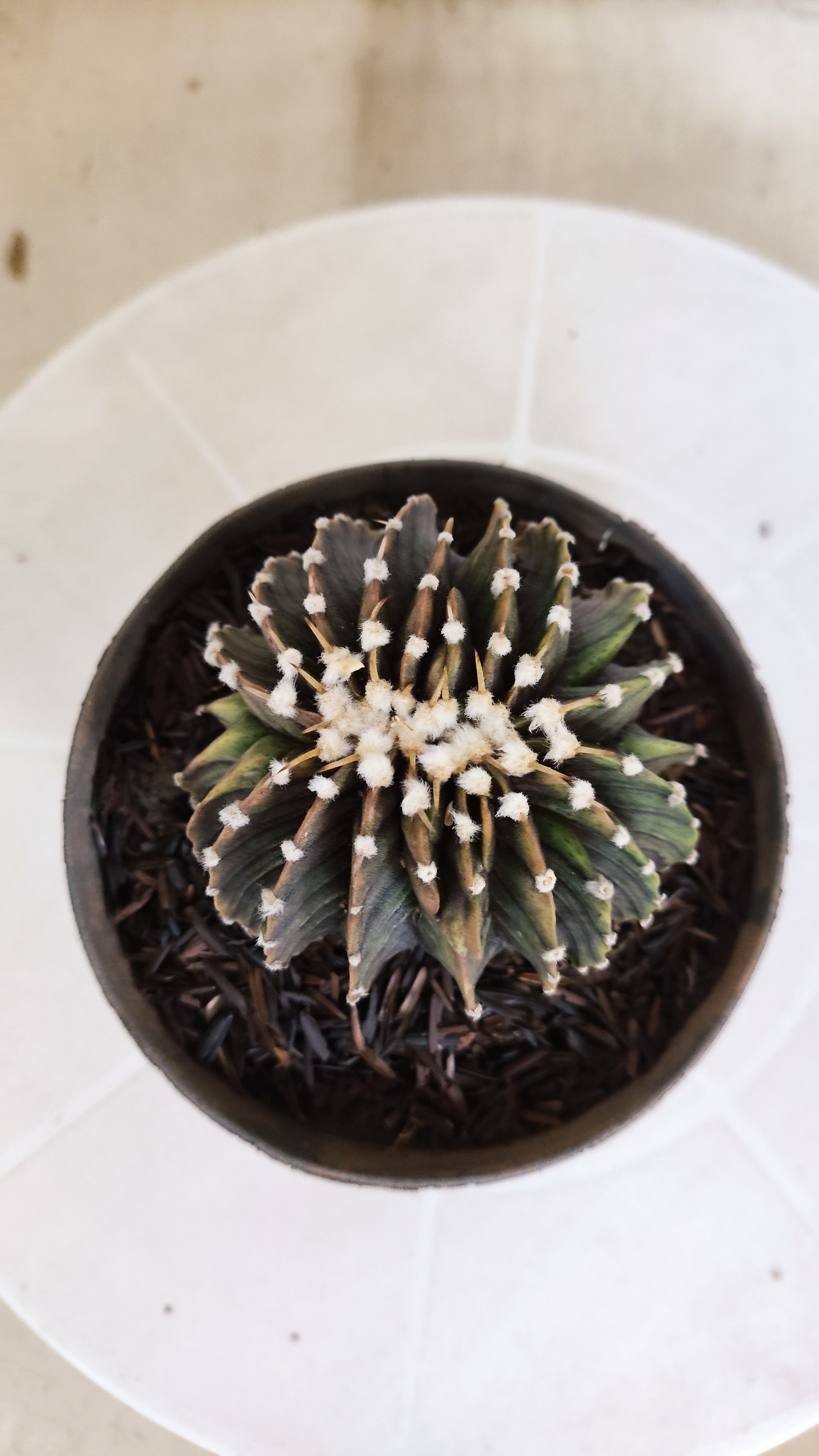 GYMNOCALYCIUM Friedrichii LB 2178 "Água Dulce" - Nº 103 – vaso 11