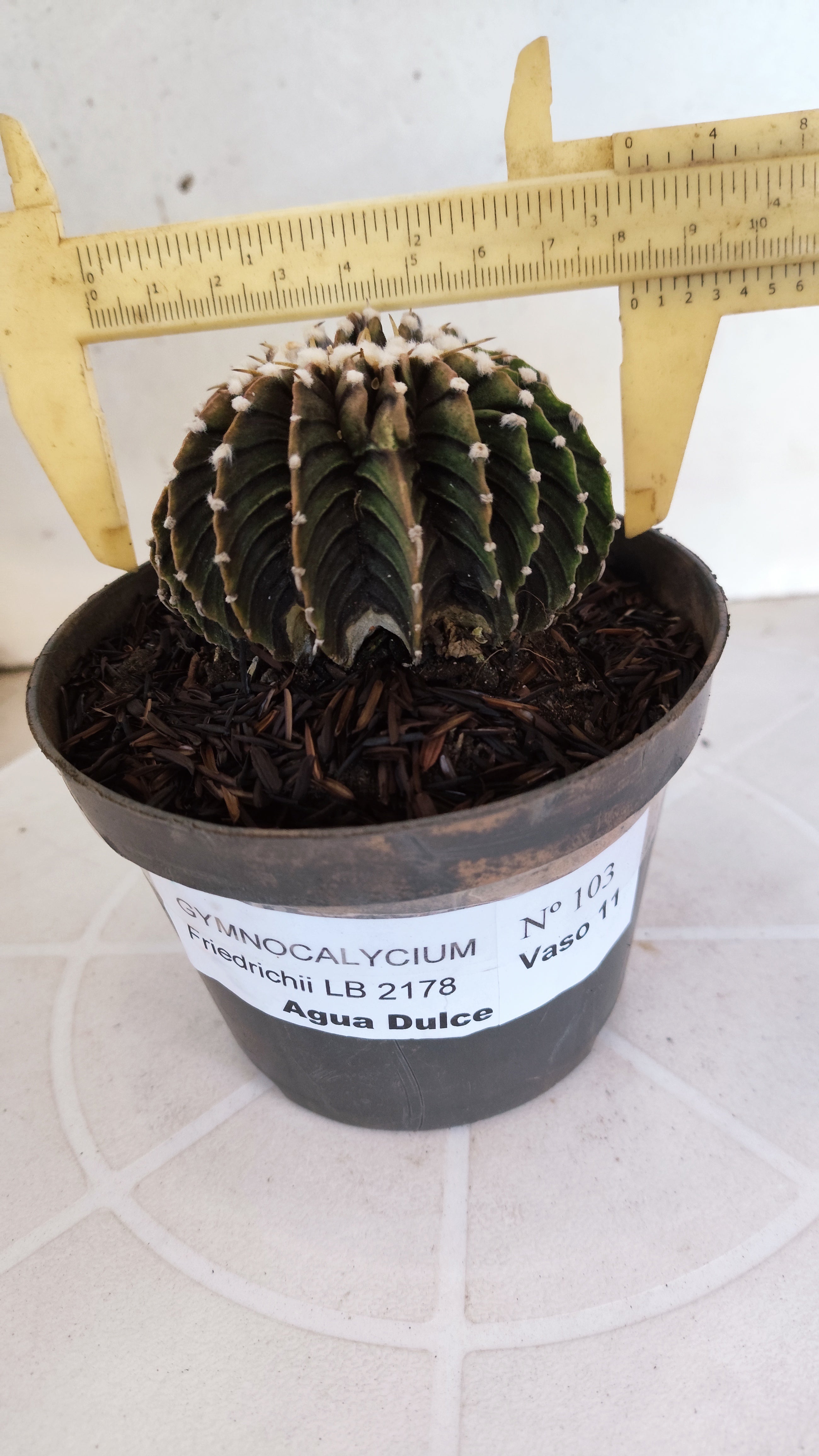 GYMNOCALYCIUM Friedrichii LB 2178 "Água Dulce" - Nº 103 – vaso 11