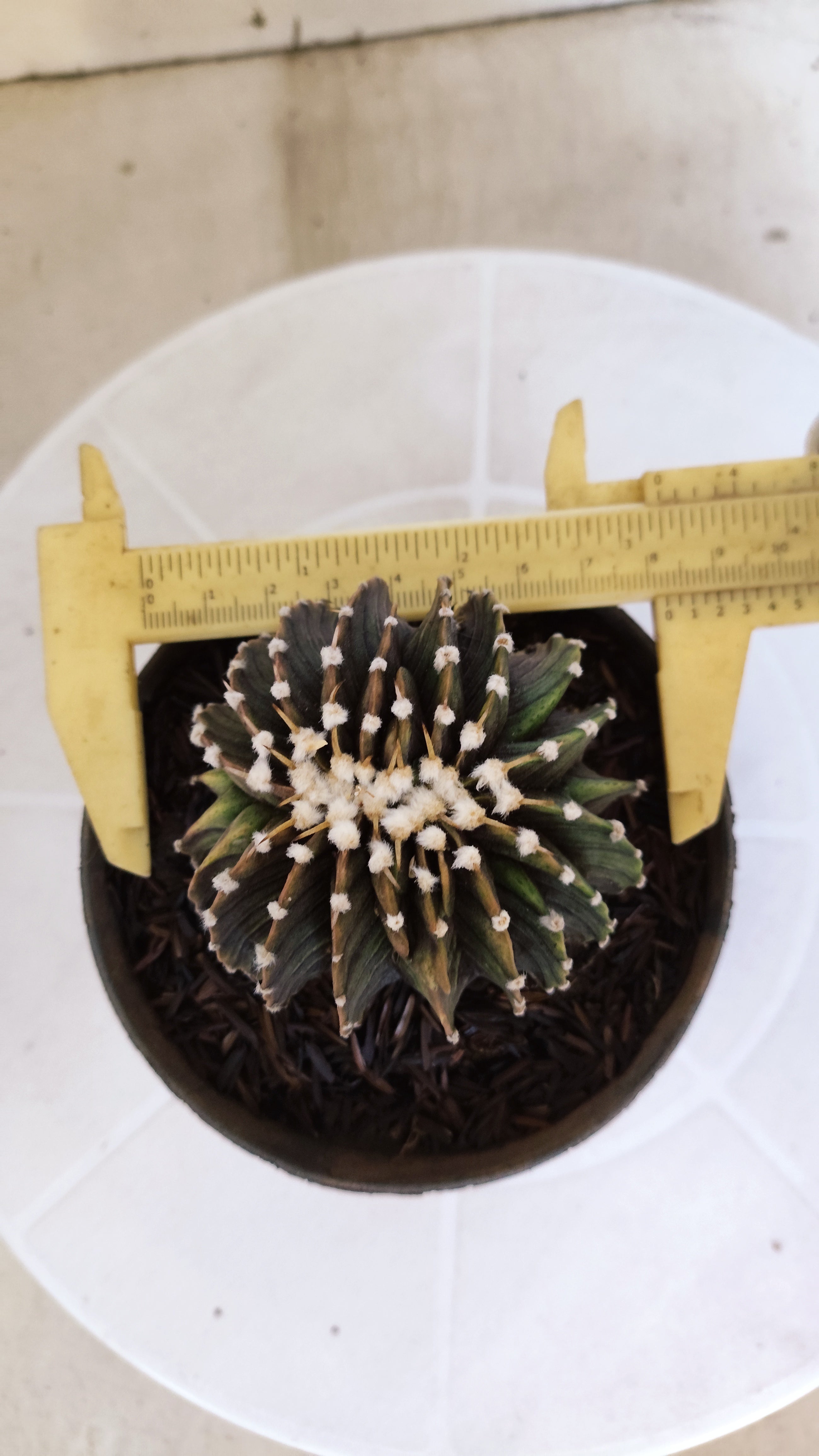 GYMNOCALYCIUM Friedrichii LB 2178 "Água Dulce" - Nº 103 – vaso 11