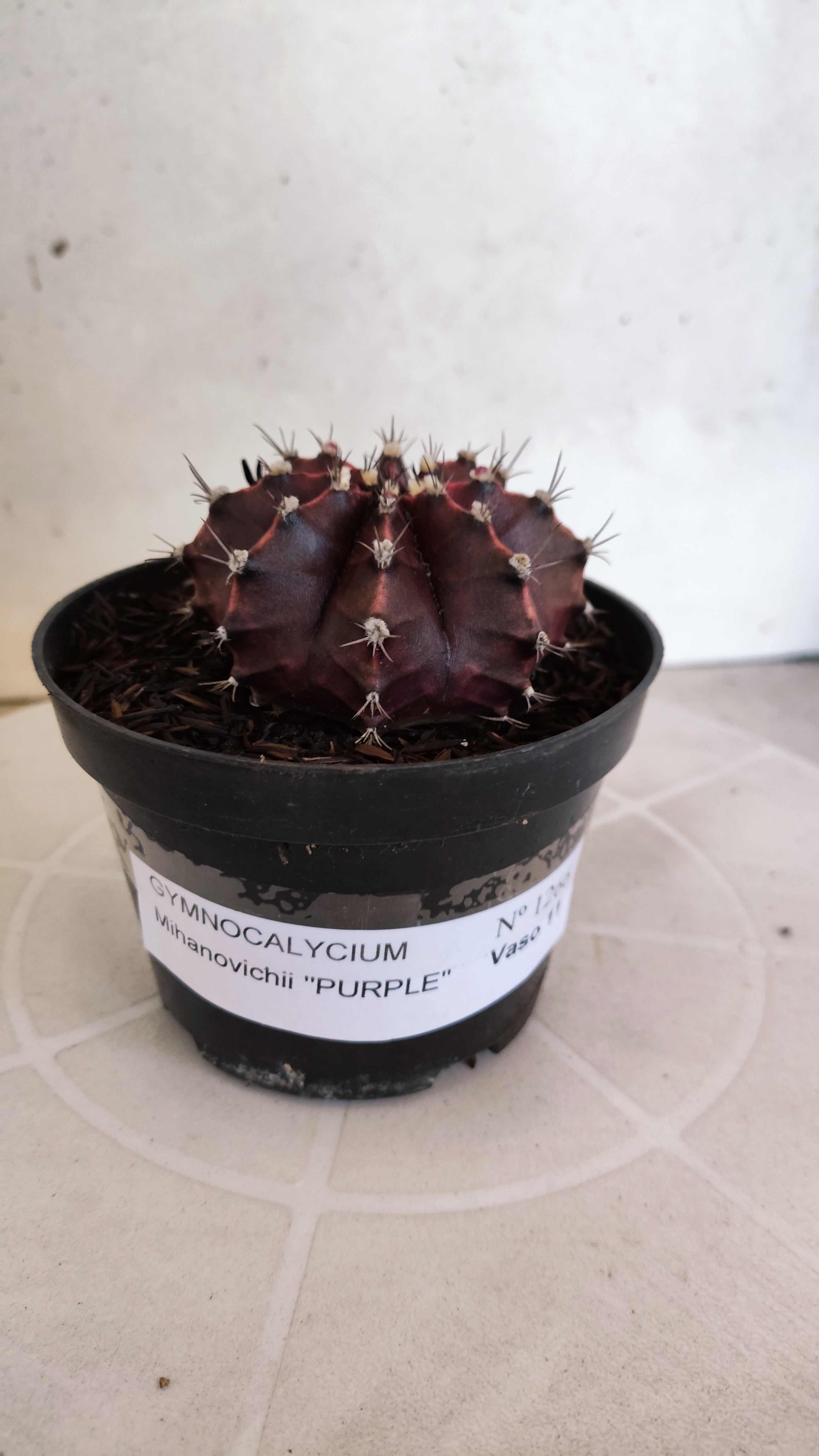 MATRIZ Gymnocalycium Mihanovichii “Purple” Nº 1266 – vaso 11